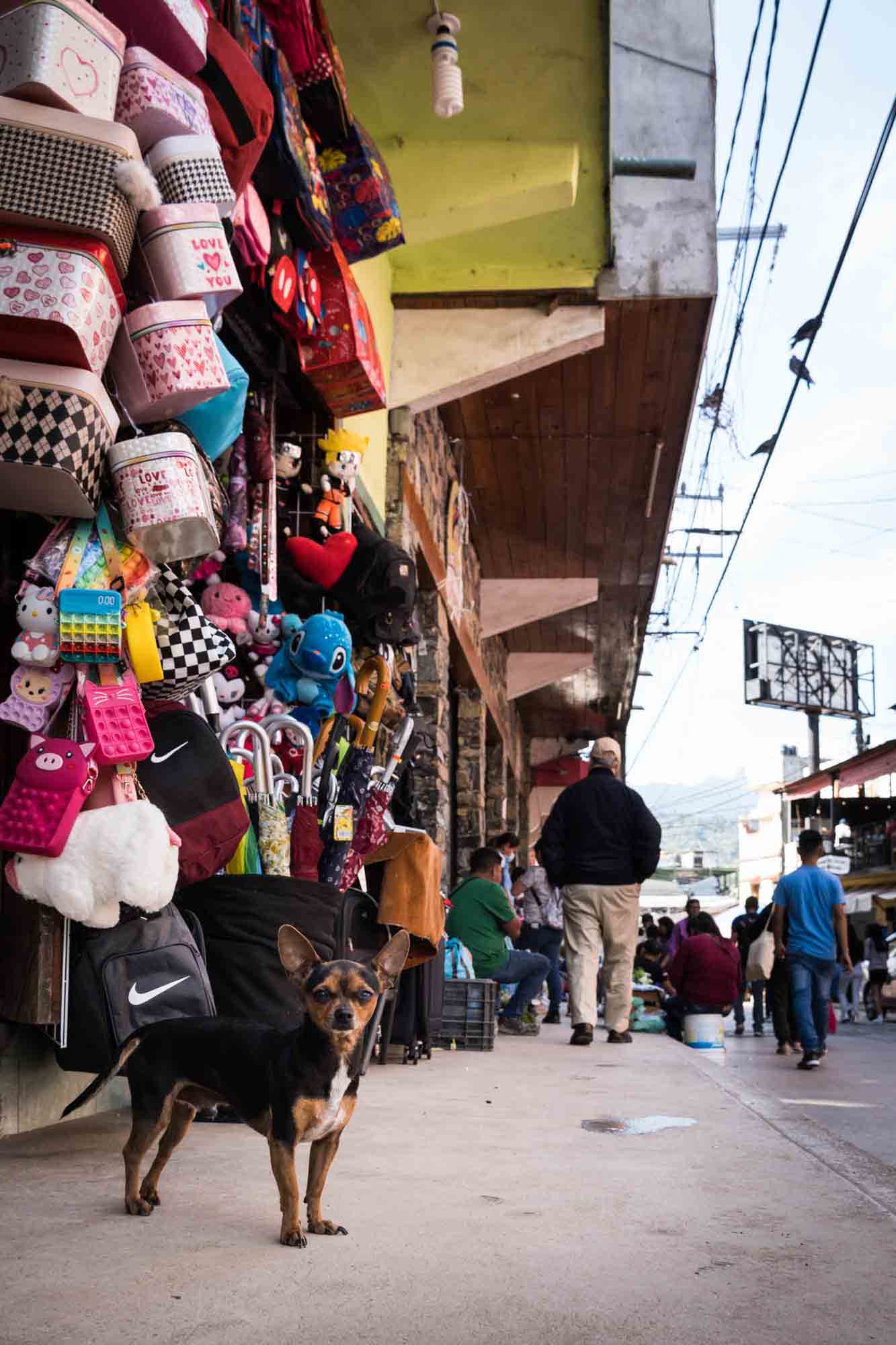 A chihuahua patrols the streets of Xilitla, Mexico