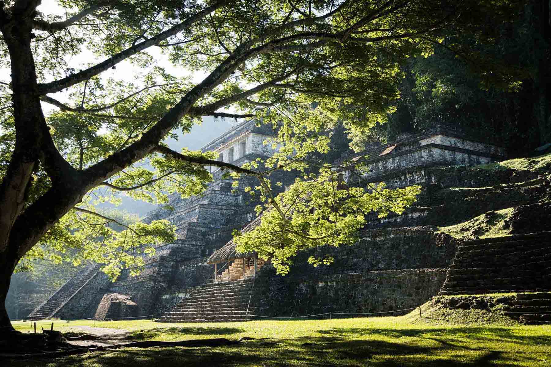 The ruins of Palenque as seen through tree branches