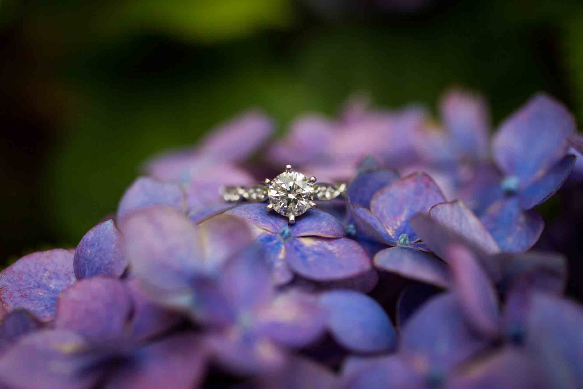 Close up of diamond engagement ring on purple hydrangea flowers