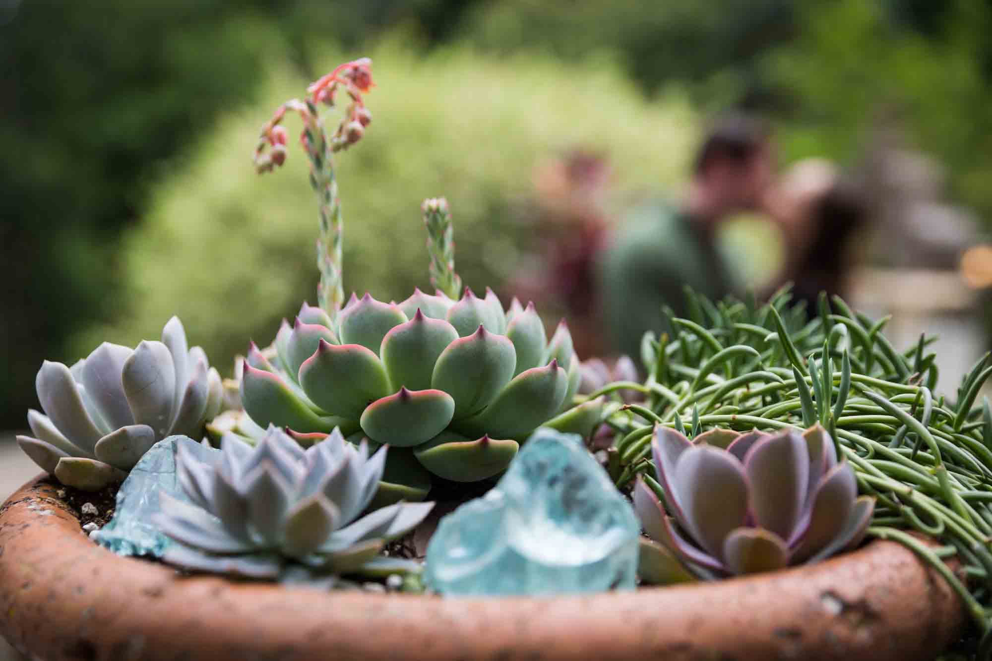 Planter filled with succulents with kissing couple in background