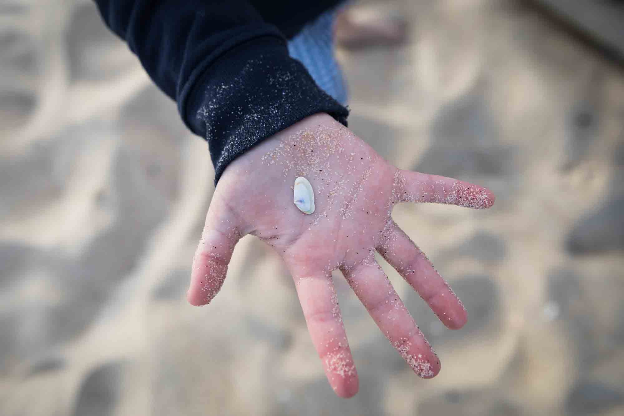 Close up of little boy's hand holding shell in front of sand