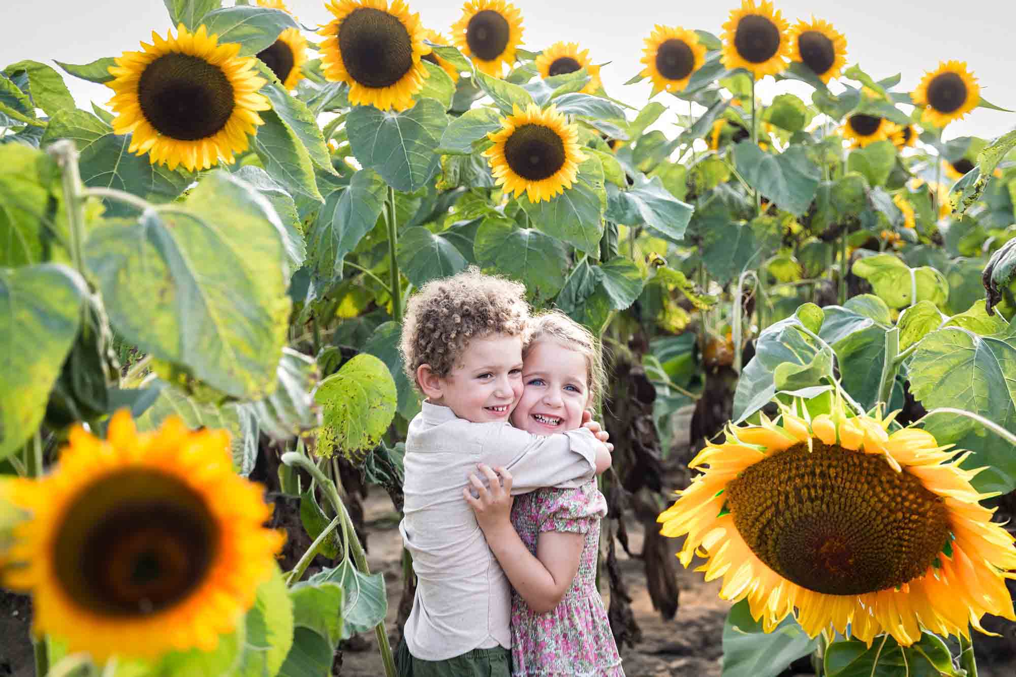 Little boy and girl hugging in sunflower field for an article on sunflower photo shoot tips