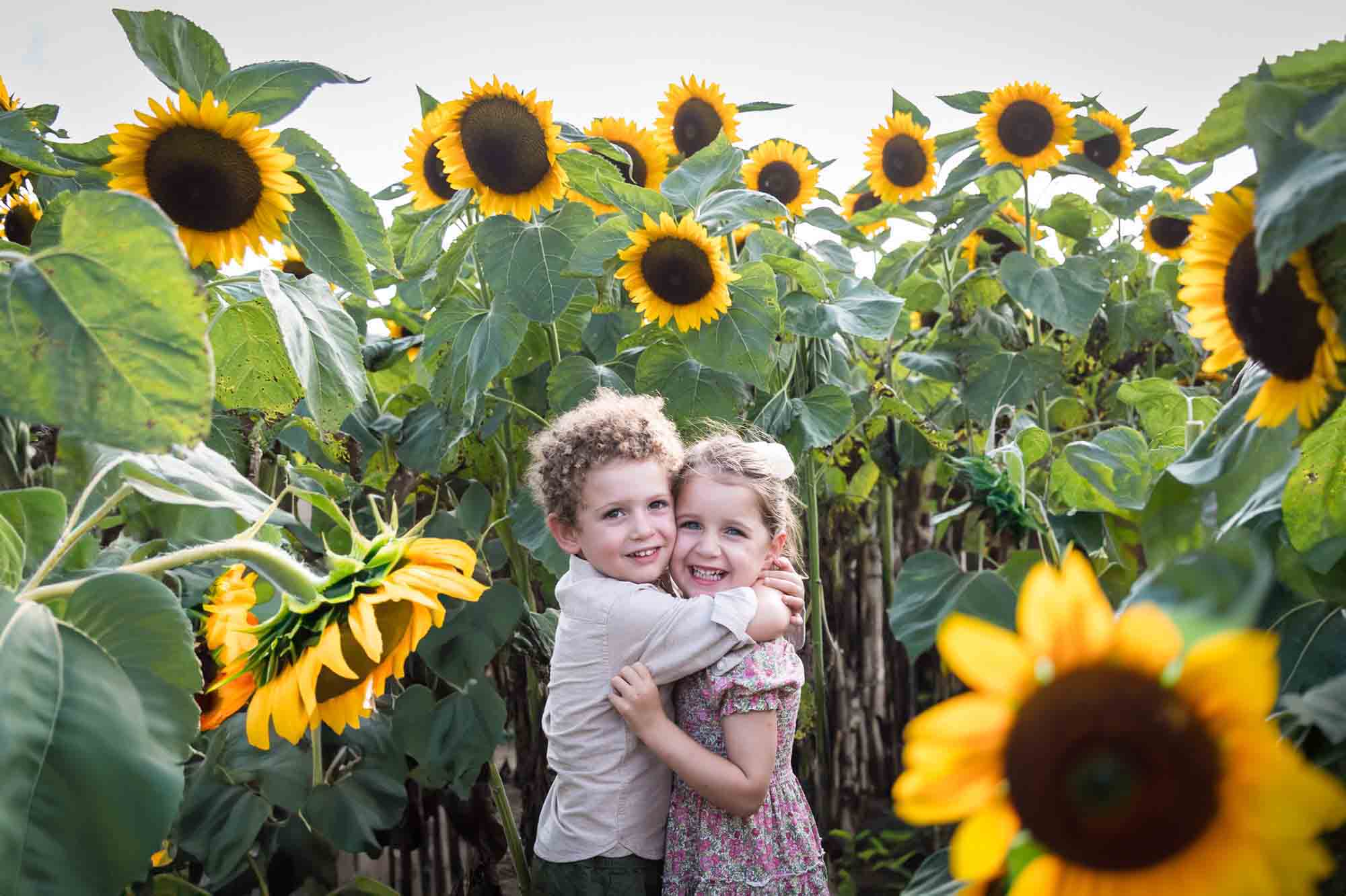 Little boy and girl hugging in sunflower field for an article on sunflower photo shoot tips