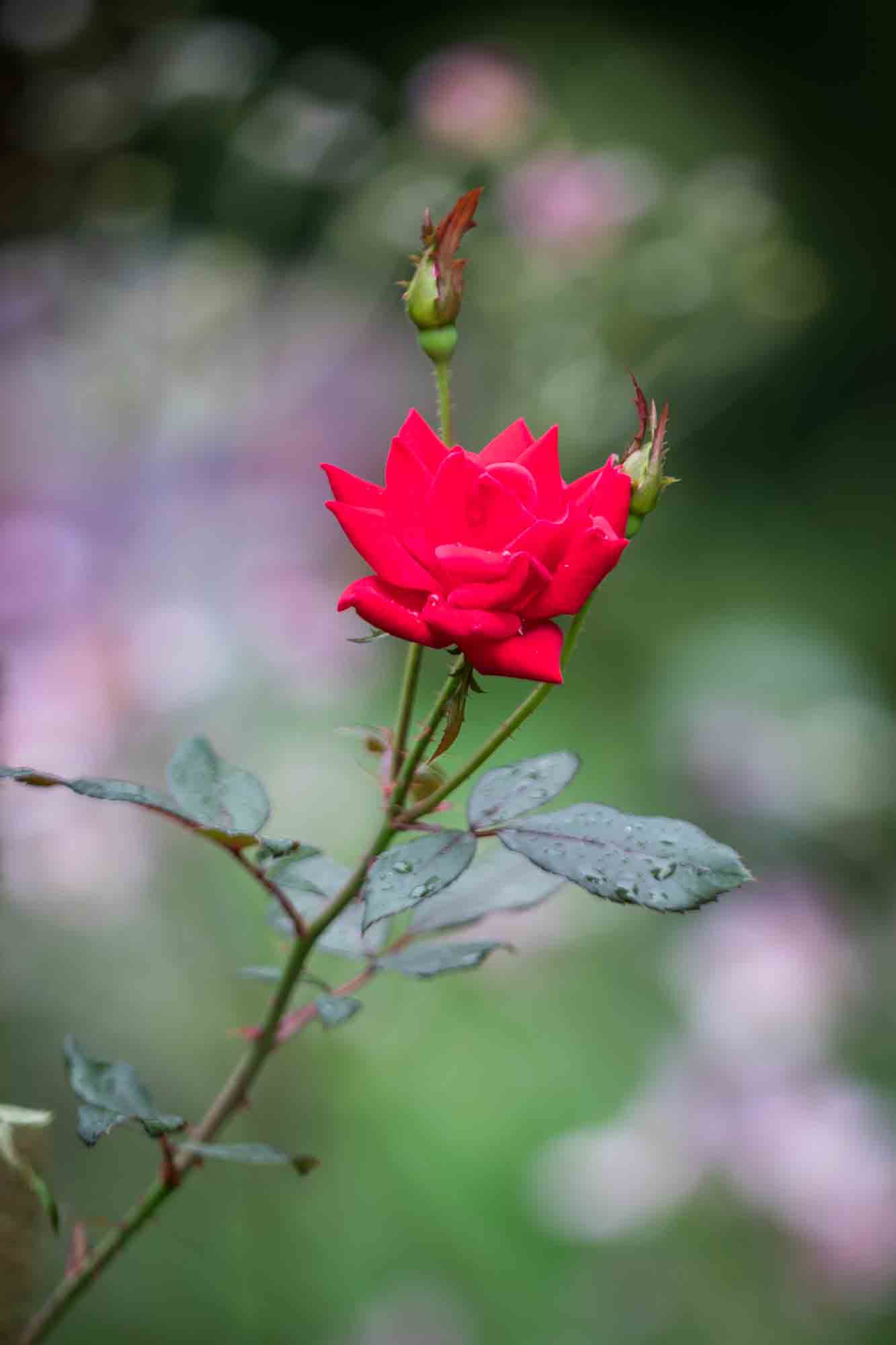 Close up of red rose with water droplets on leaves in Riverside Park