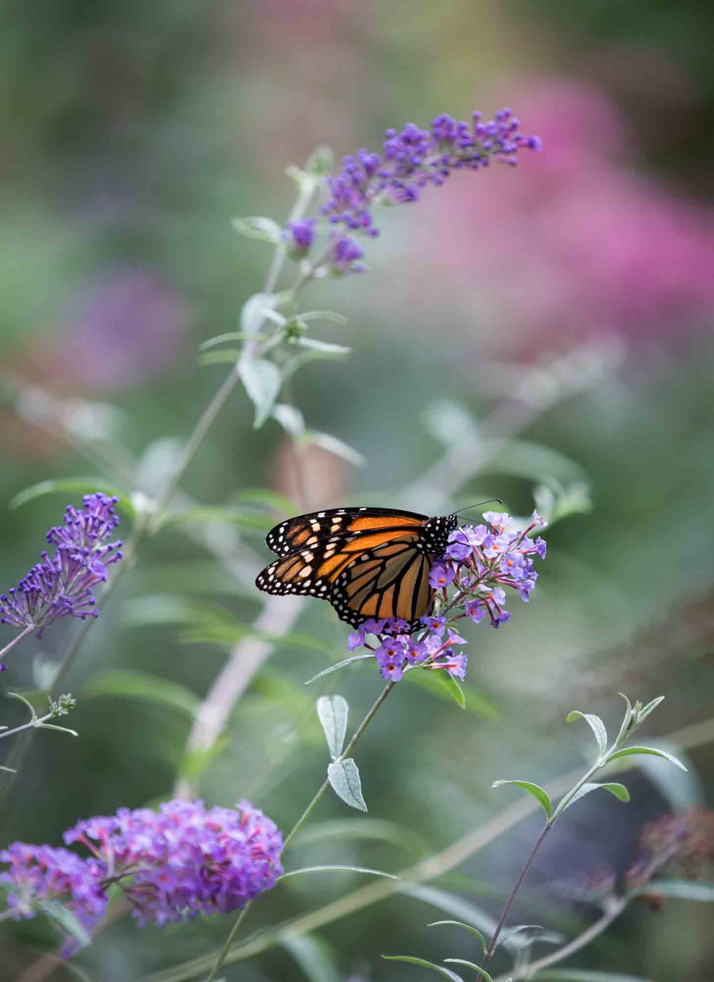 Close up of monarch butterfly on purple flower in Riverside Park