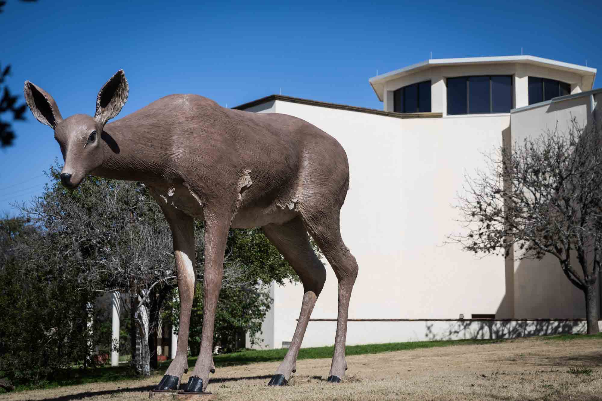 Large sculpture of deer in front of gallery building for an article on how to take photos at the McNay Art Museum