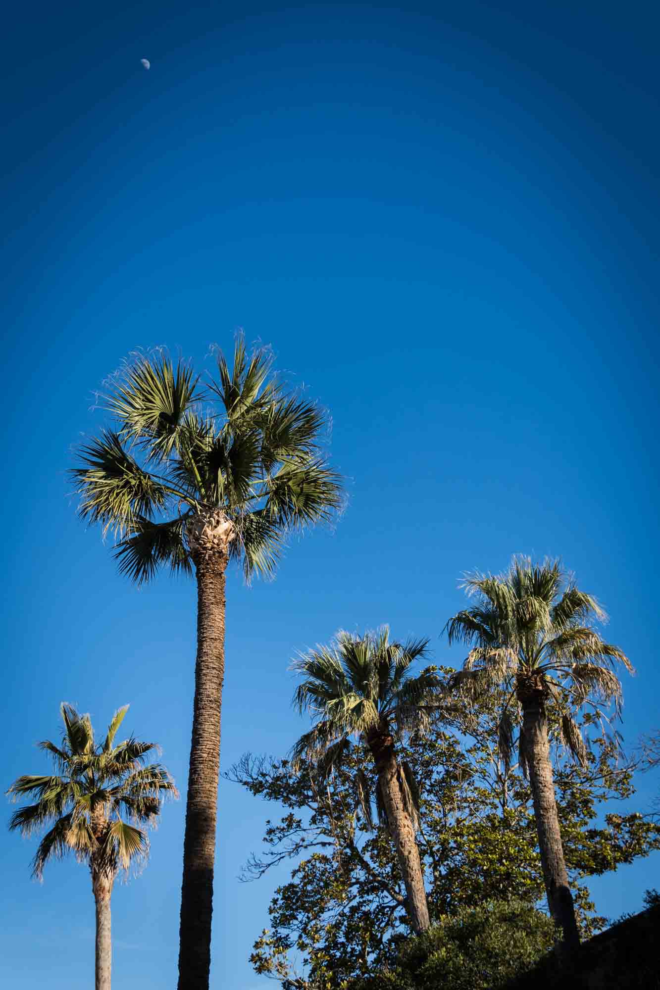 Palm trees against blue sky with moon in sky for an article on how to take photos at the McNay Art Museum