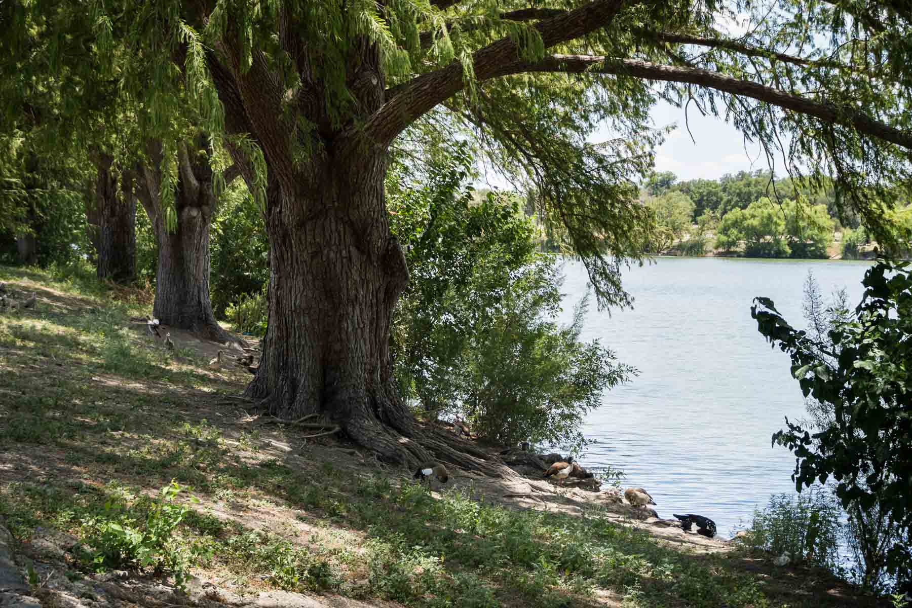 Trees along the lake in Woodlawn Lake Park for an article on the best San Antonio parks for family portraits