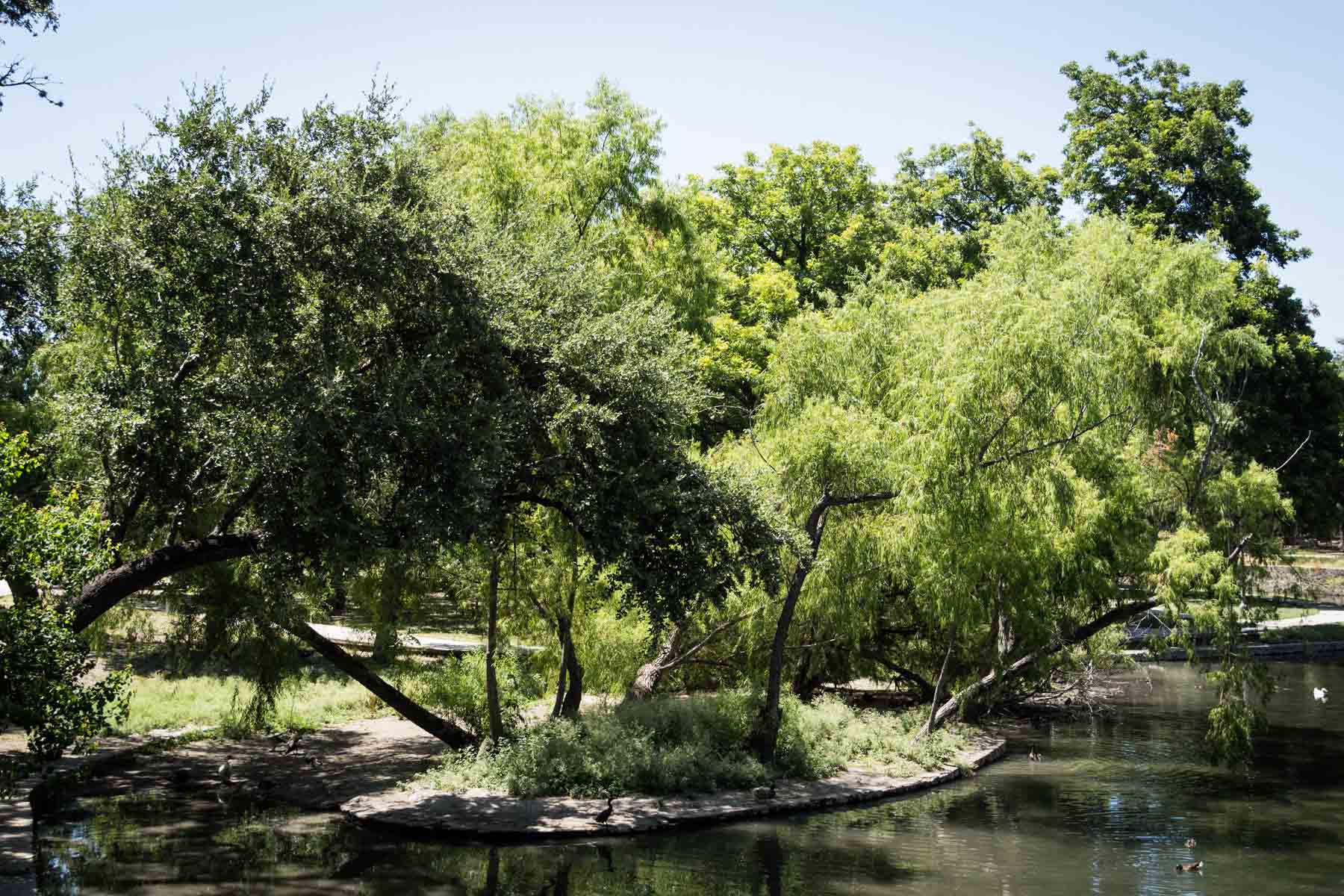 Island of trees in river in Brackenridge Park for an article on the best San Antonio parks for family portraits