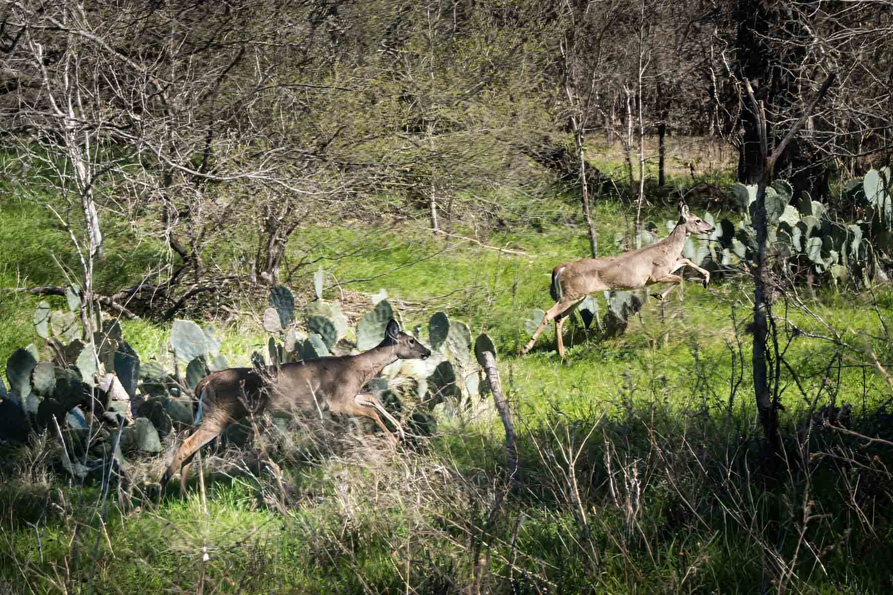 Deer jumping over cactus in Walker Ranch Park for an article on the best San Antonio parks for family portraits