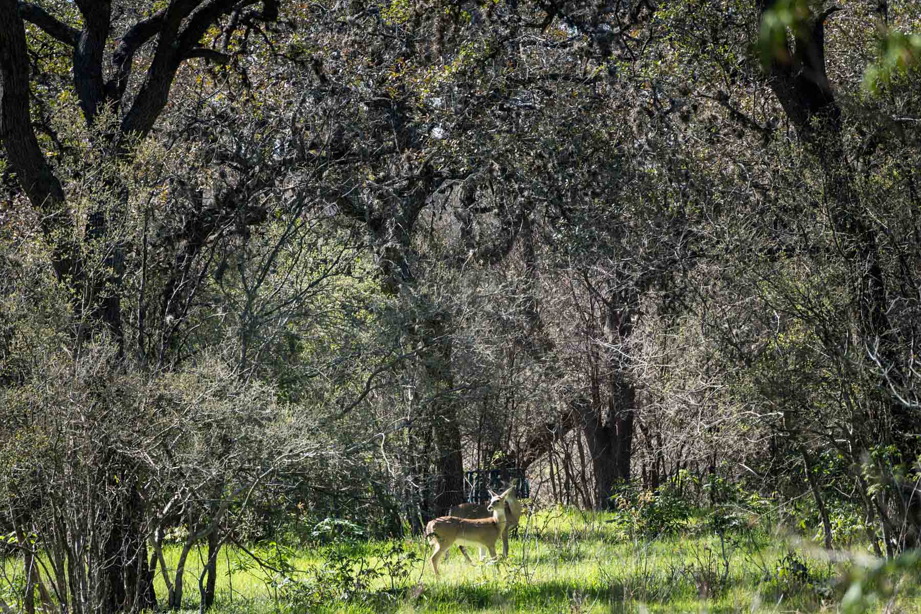 Deer in the woods in McAllister Park for an article on the best San Antonio parks for family portraits
