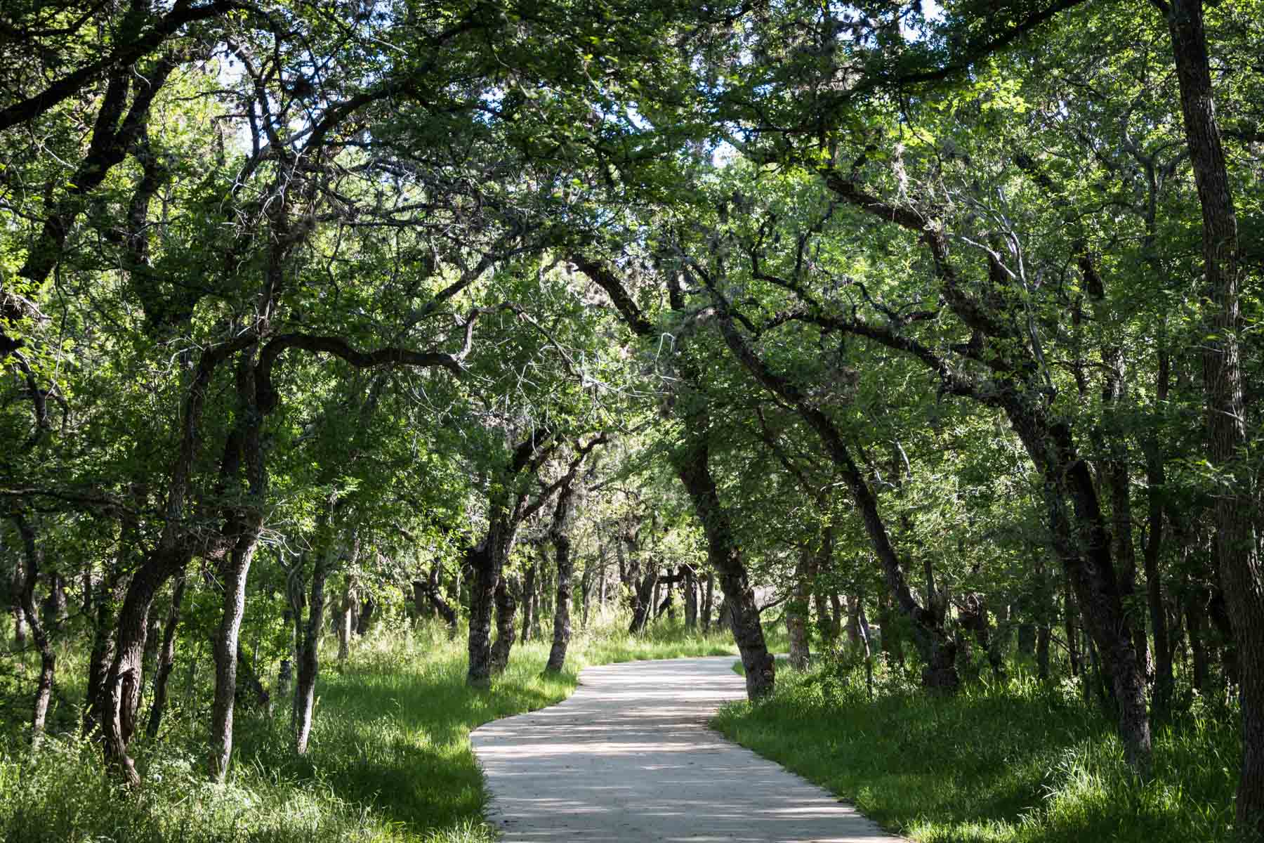 Pathway through trees in McAllister Park for an article on the best San Antonio parks for family portraits