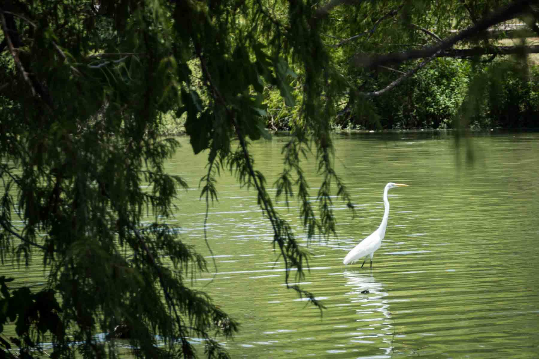 White heron in middle of Woodlawn Lake behind tree branch for an article on the best San Antonio parks for family portraits
