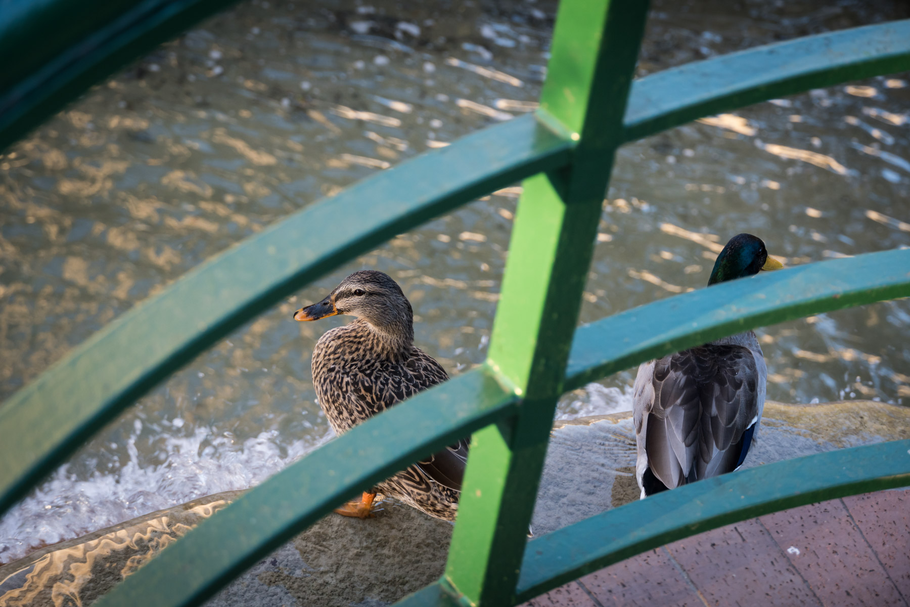 Ducks on fountain platform in Hemisfair Park for an article on how to propose at the Tower of the Americas