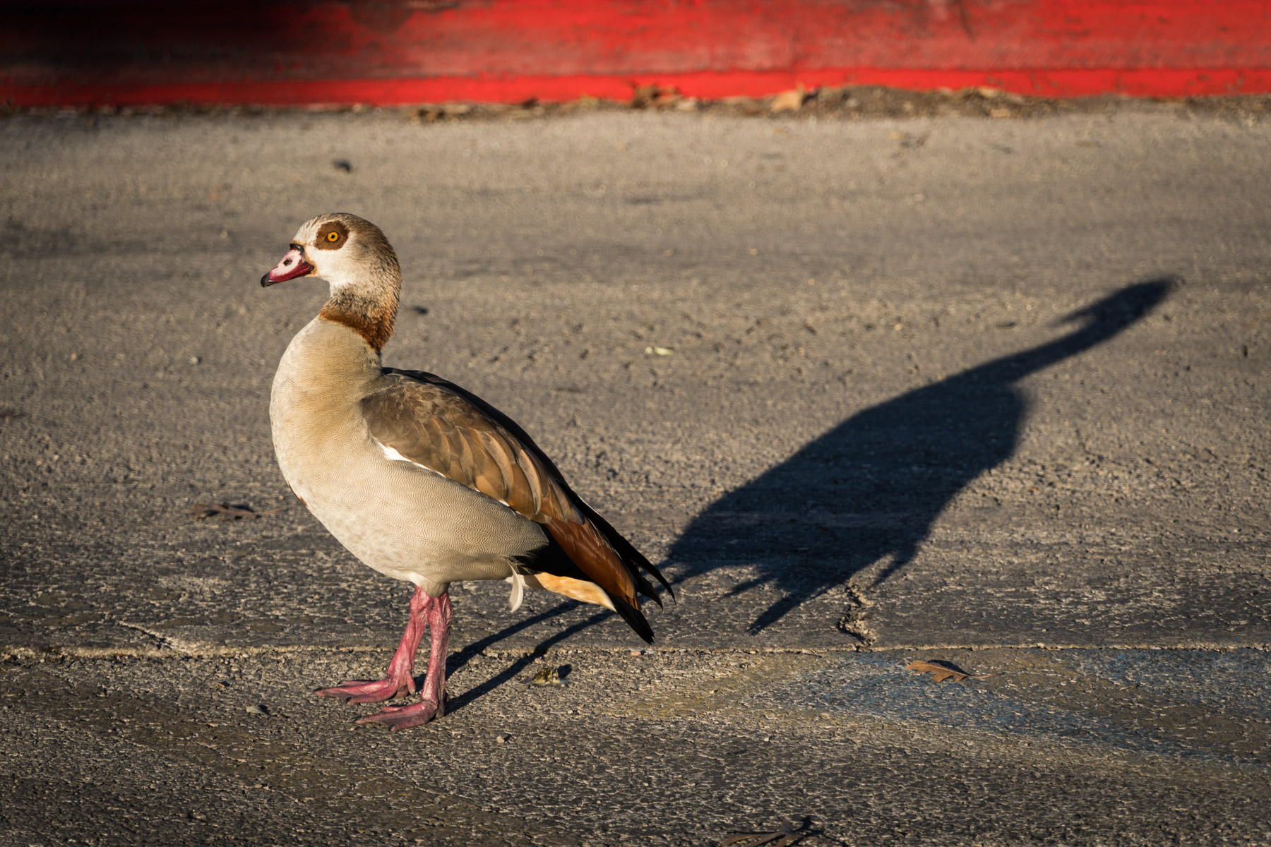 Egyptian goose and shadow on ground