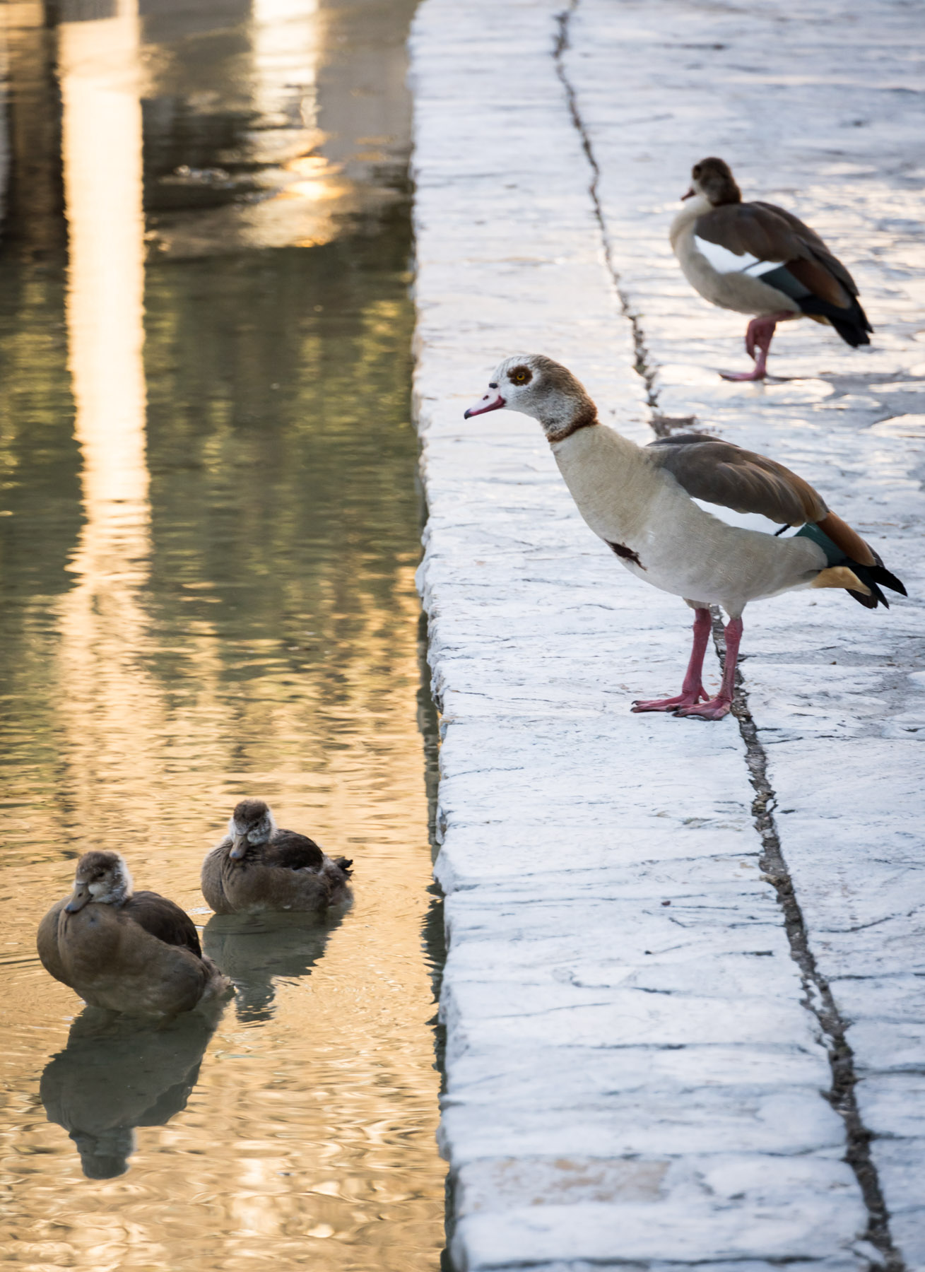 Egyptian geese and ducklings at the Tower of the Americas