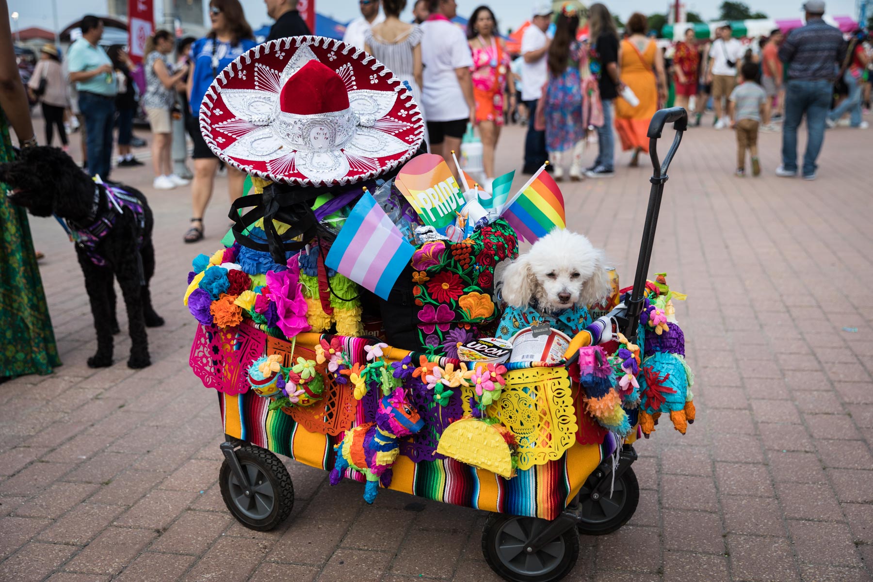 Wagon with colorful decorations and small, white poodle