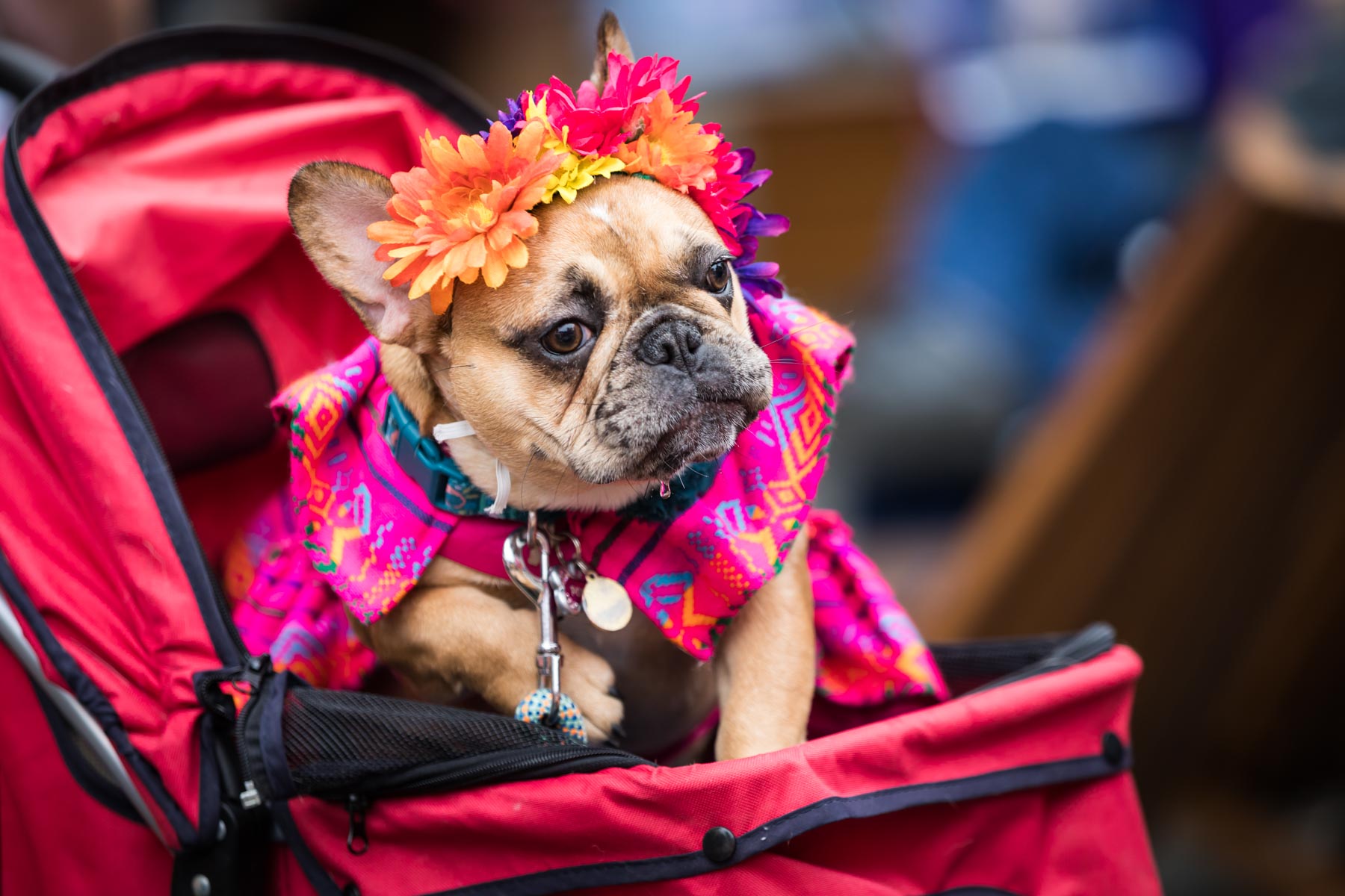 French bulldog wearing pink cape and flowers on its head during Rey Fido event for an article on the best Fiesta photos