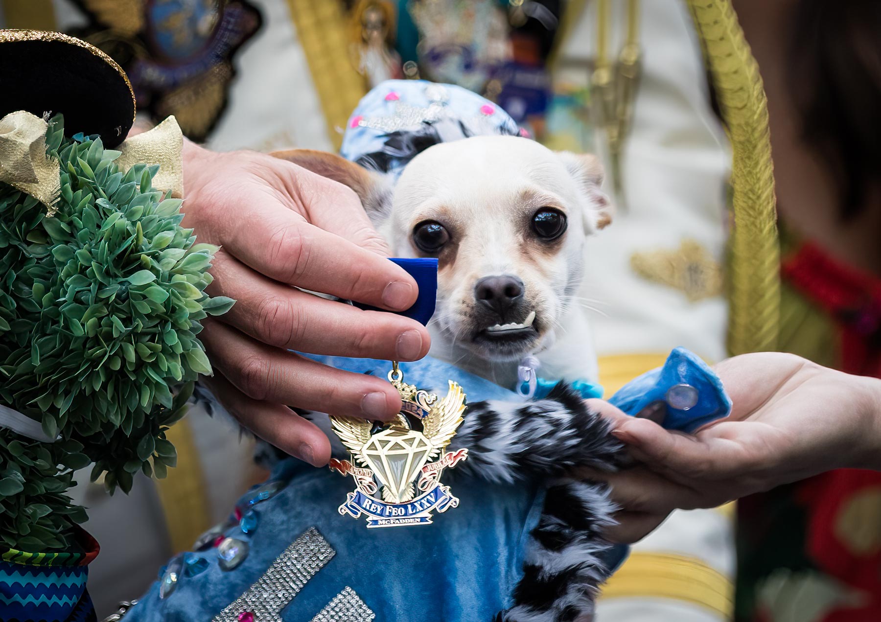 White chihuahua with overbite and hand holding medal in front of dog during Rey Fido event for an article on the best Fiesta photos