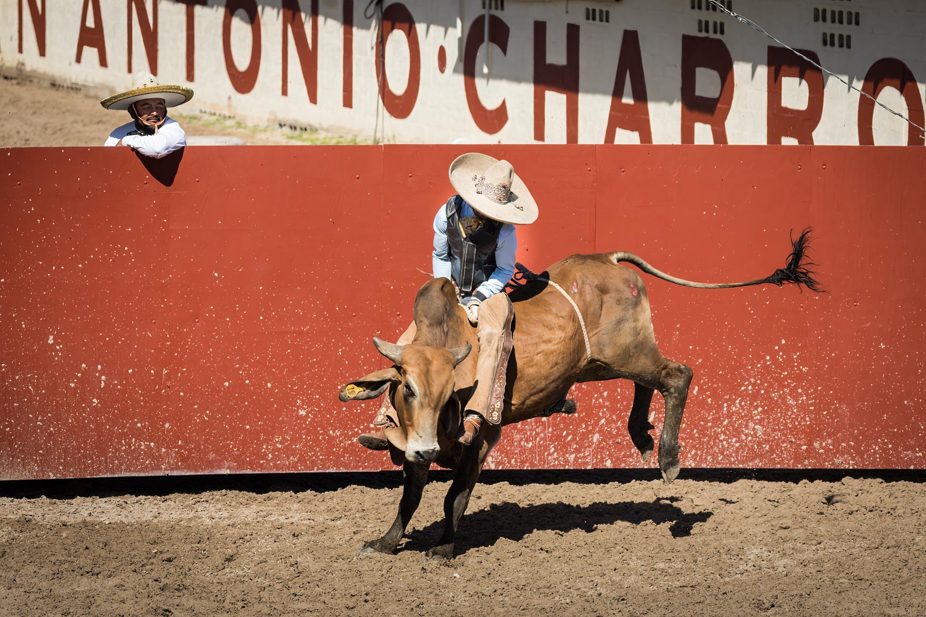 Man riding bull in ring during Day at Old Mexico for an article on the best Fiesta photos