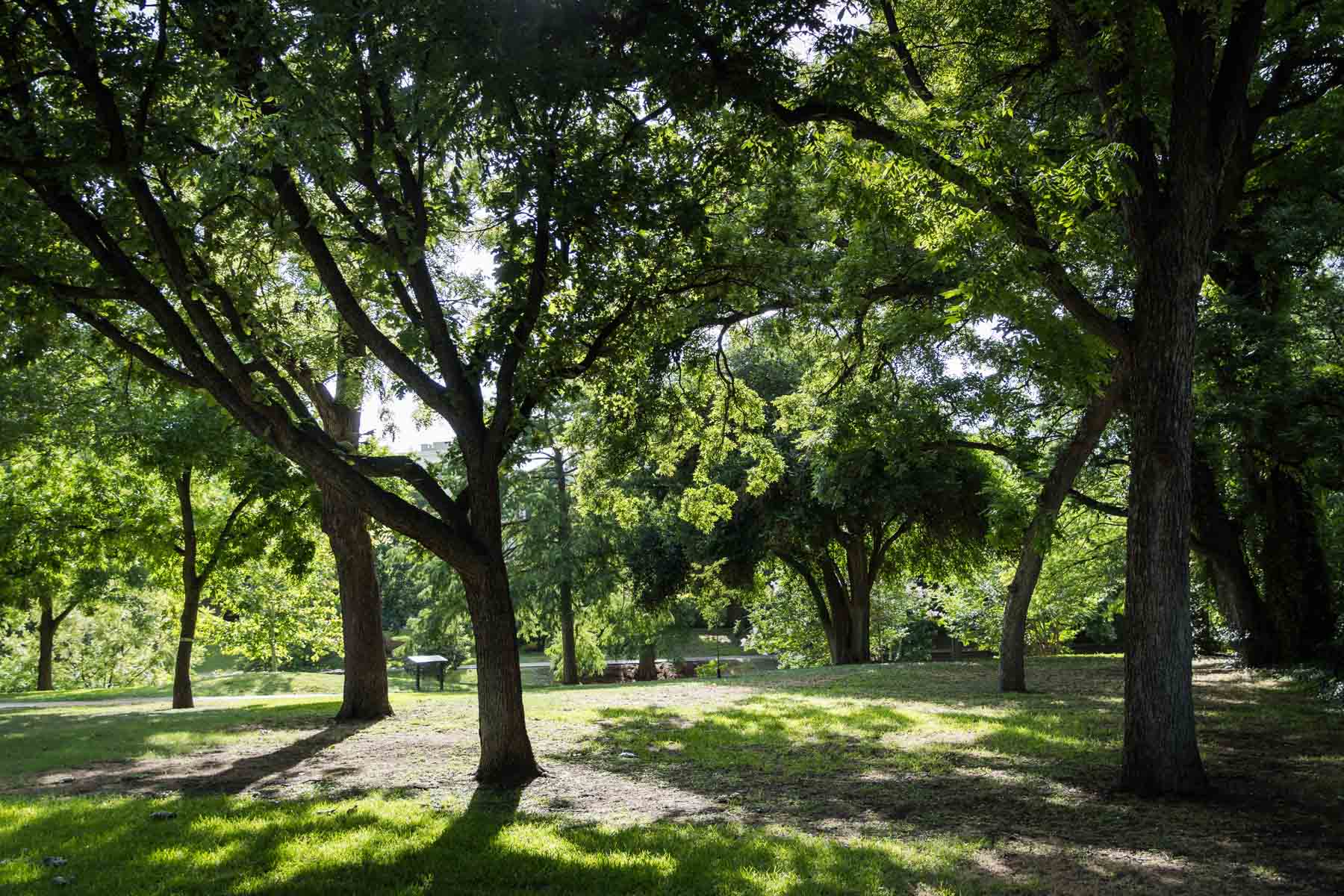 Trees and grass in Guenther Upper Mill Park in King William neighborhood for an article on secret San Antonio photo shoot locations