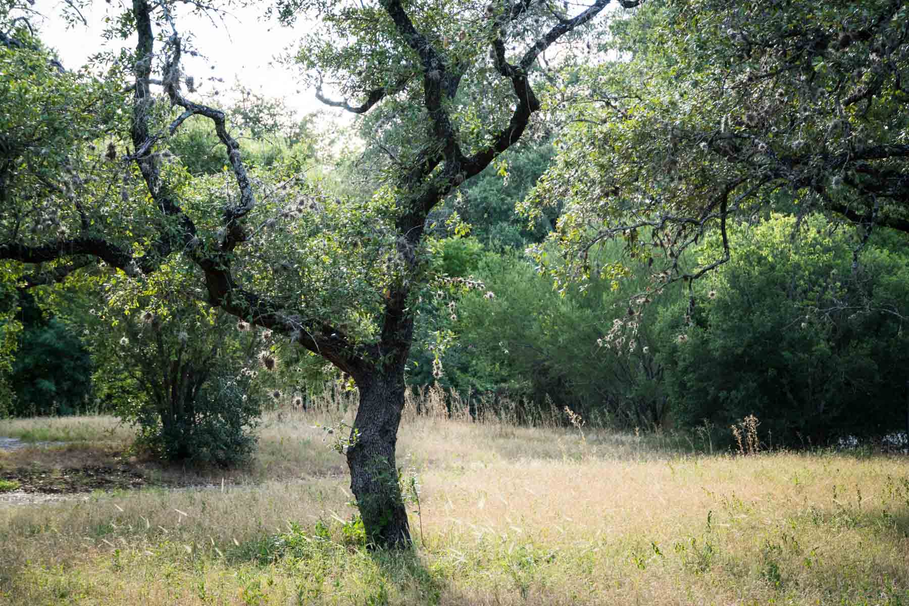 Trees in meadow of abandoned lot behind Landa Library for an article on secret San Antonio photo shoot locations