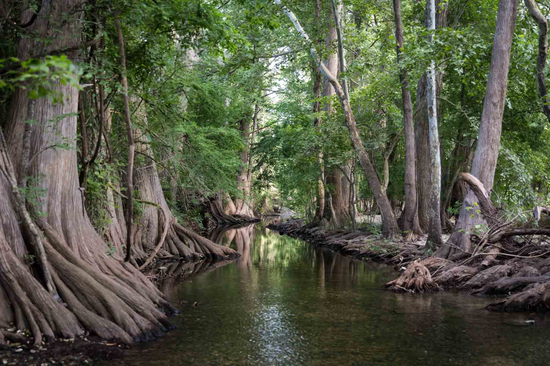 Cedar trees in the Cibolo Creek for an article listing the best places to propose in San Antonio