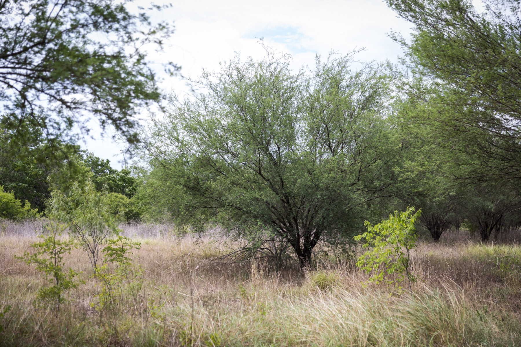 Tree and natural meadow area by the River Walk at Mission Espada