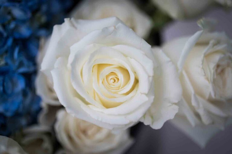 Close up of white rose for an article on how to choose the perfect flowers for your wedding or event