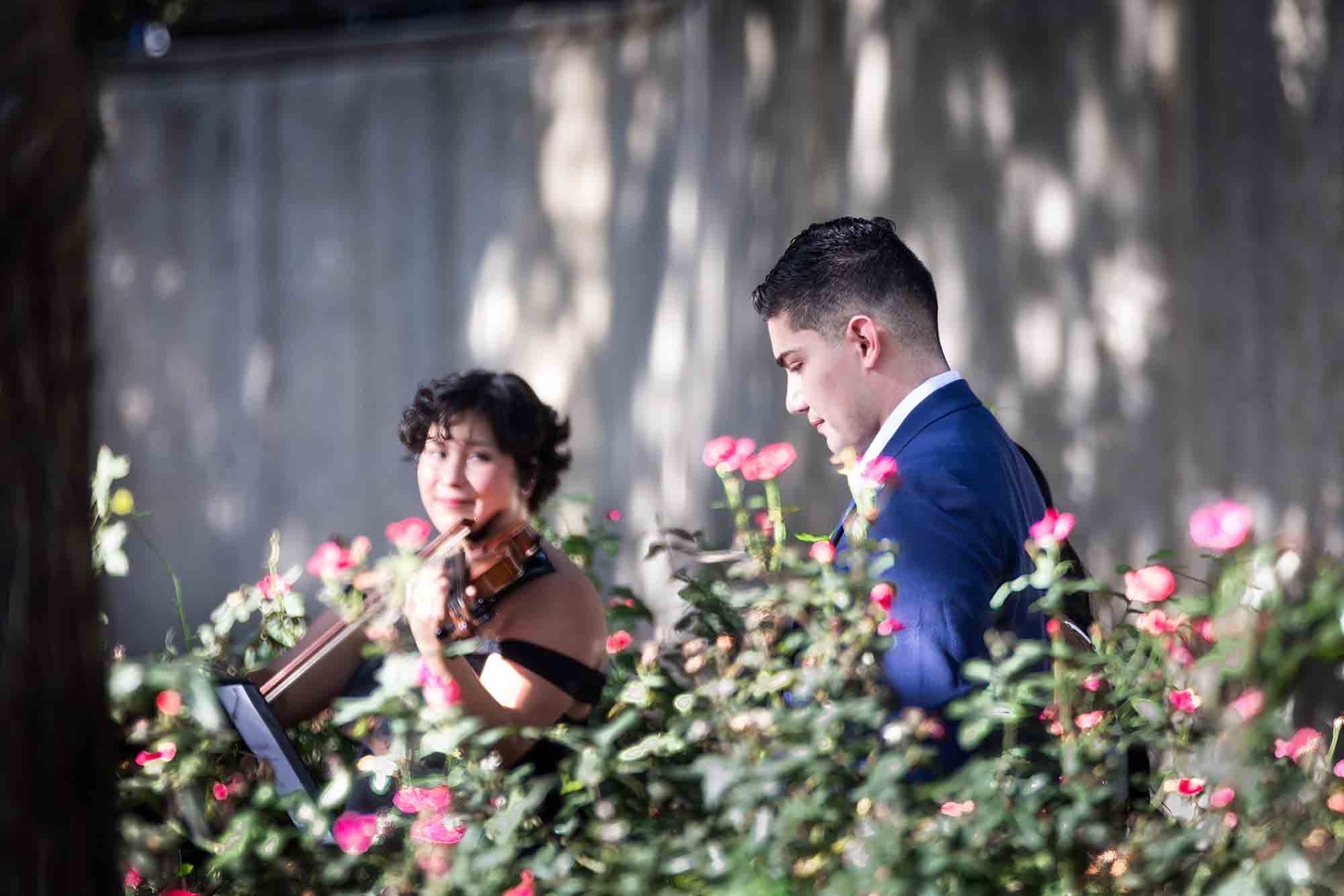 Man and woman walking behind rose bushes past a violinist