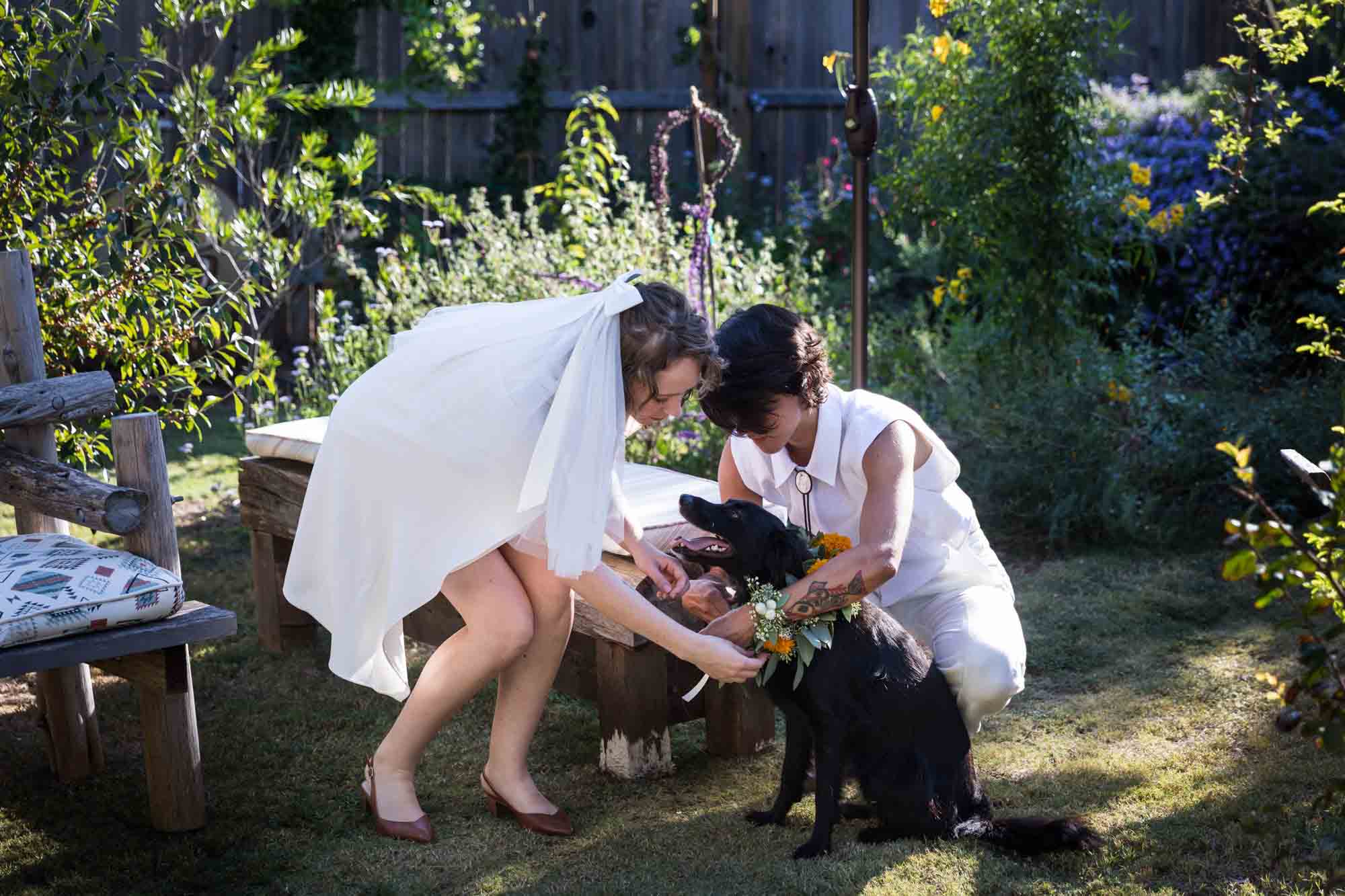 Two brides putting flower collar on black dog in yard at a Boerne backyard wedding