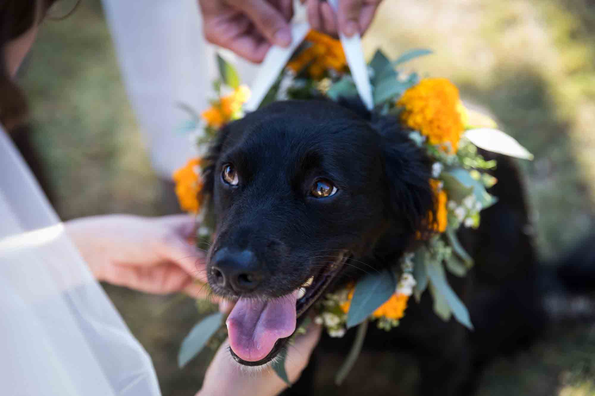 Close up of hands attaching yellow flower collar around black dog