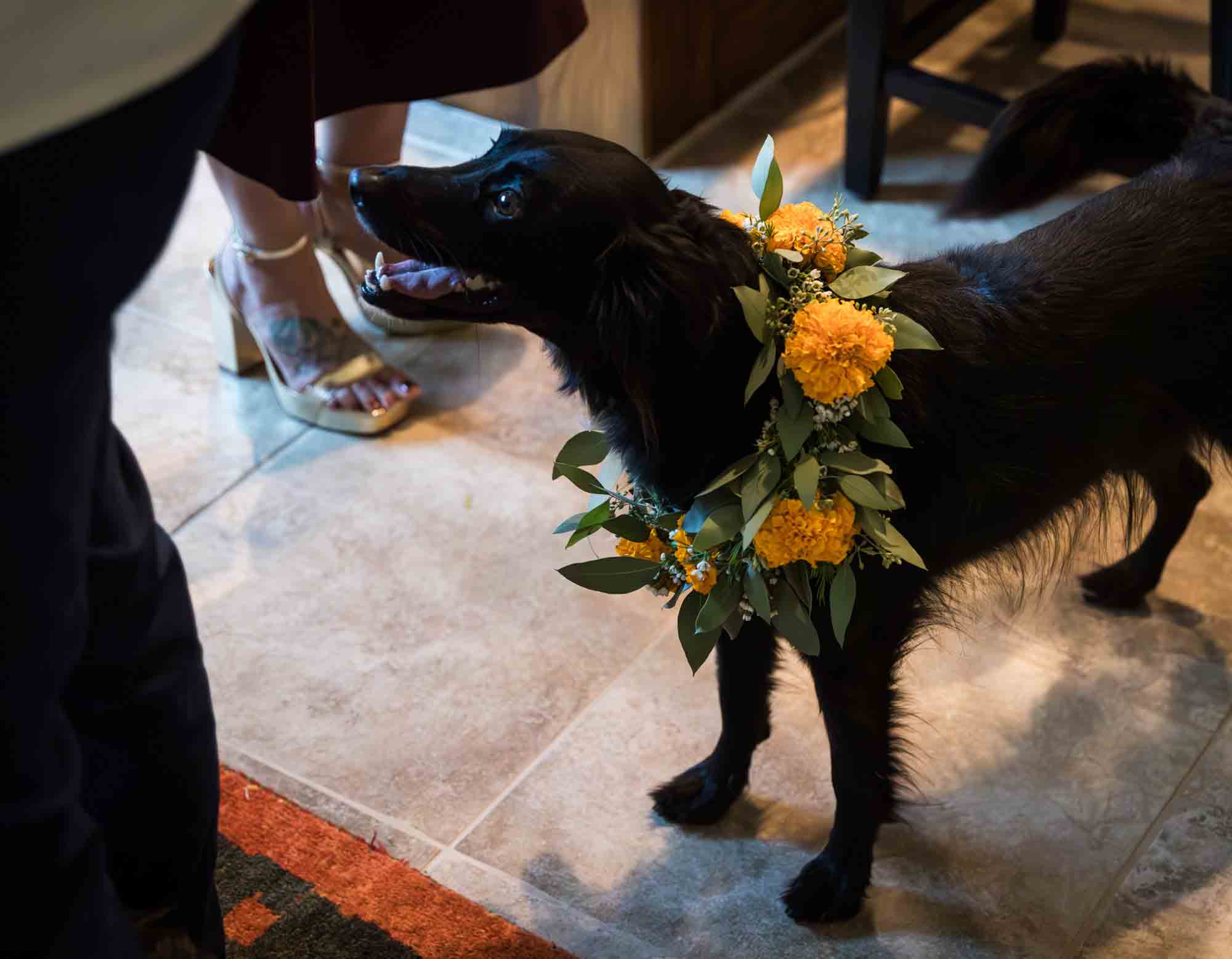 Black dog wearing collar of orange flowers