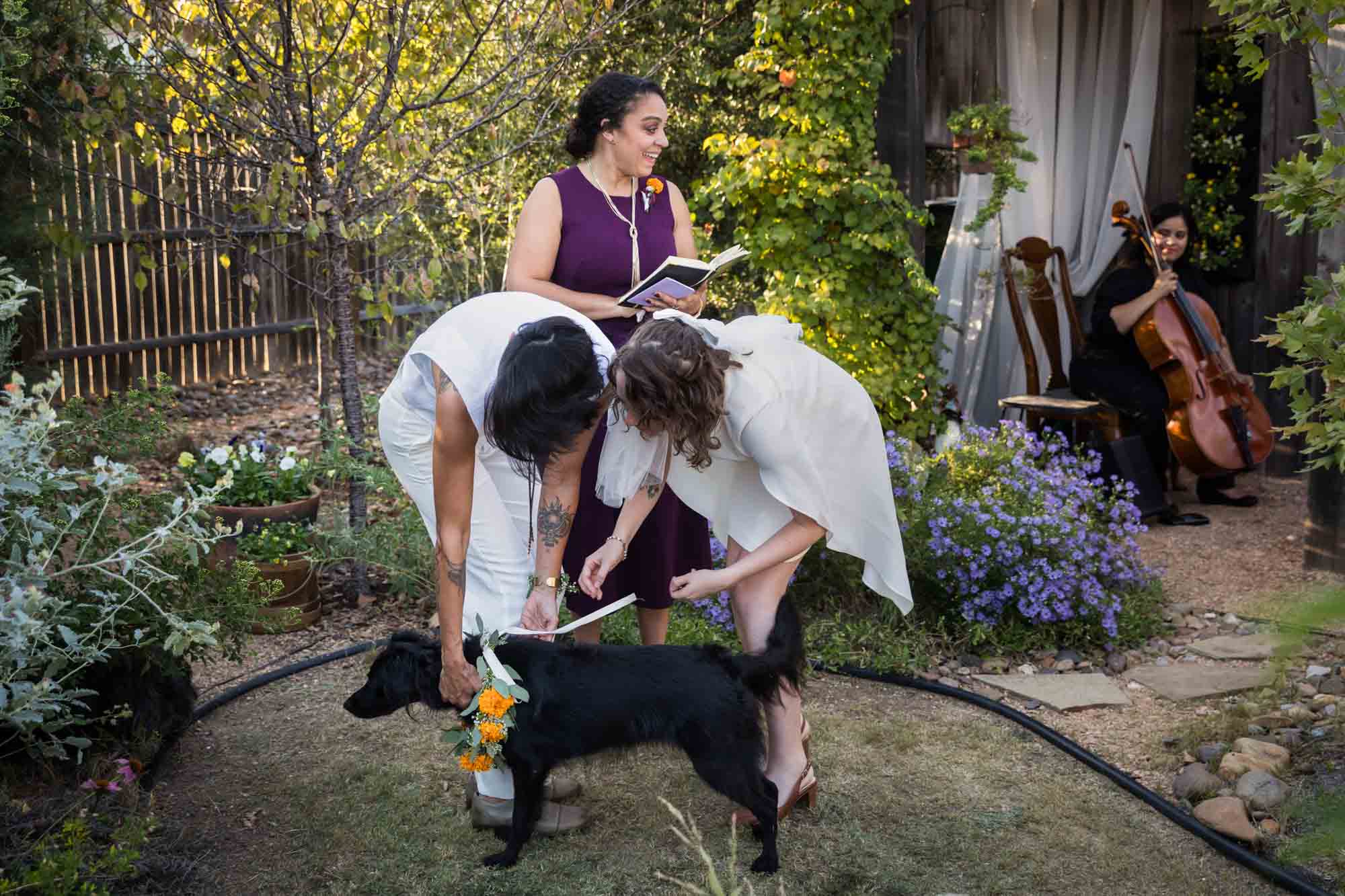 Two brides untying rings from black dog's collar at a Boerne backyard wedding