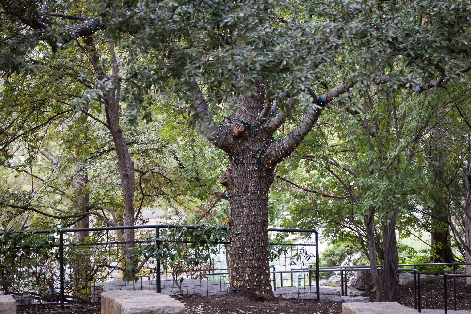 Trees covered in lights for an article on rain backup photo locations at the Pearl in San Antonio