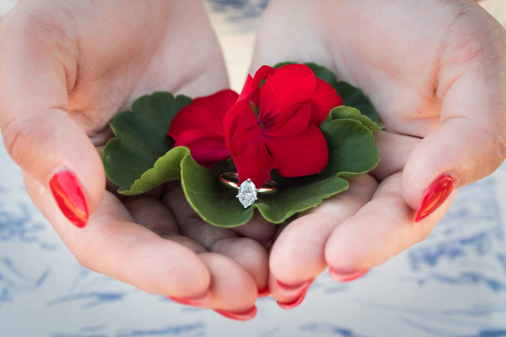 Woman's hands holding leaves and red geranium flower with engagement ring on top