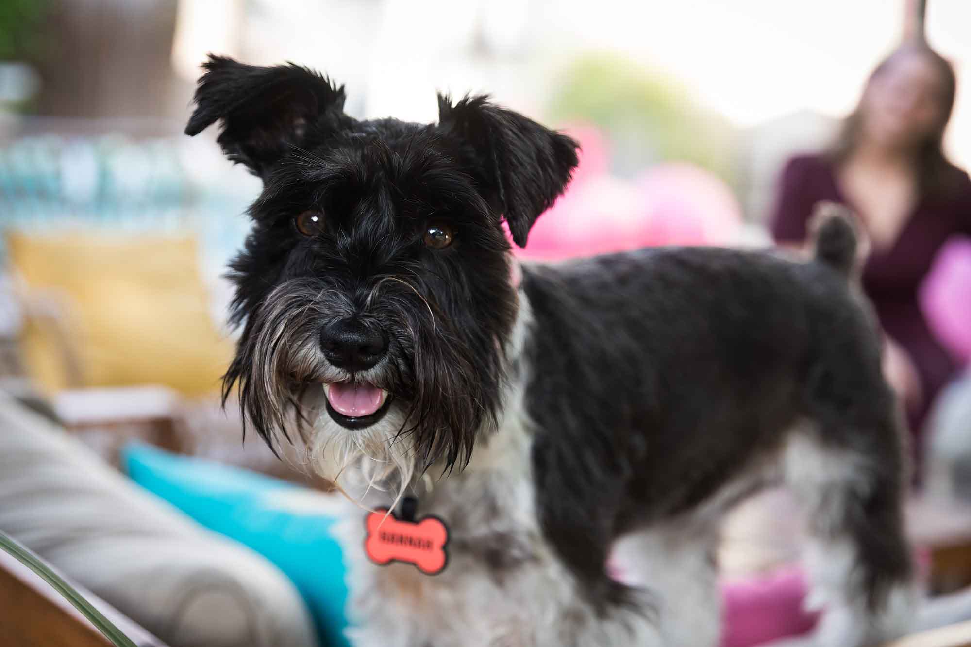 Black and white Scottish terrier dog during a King William family portrait