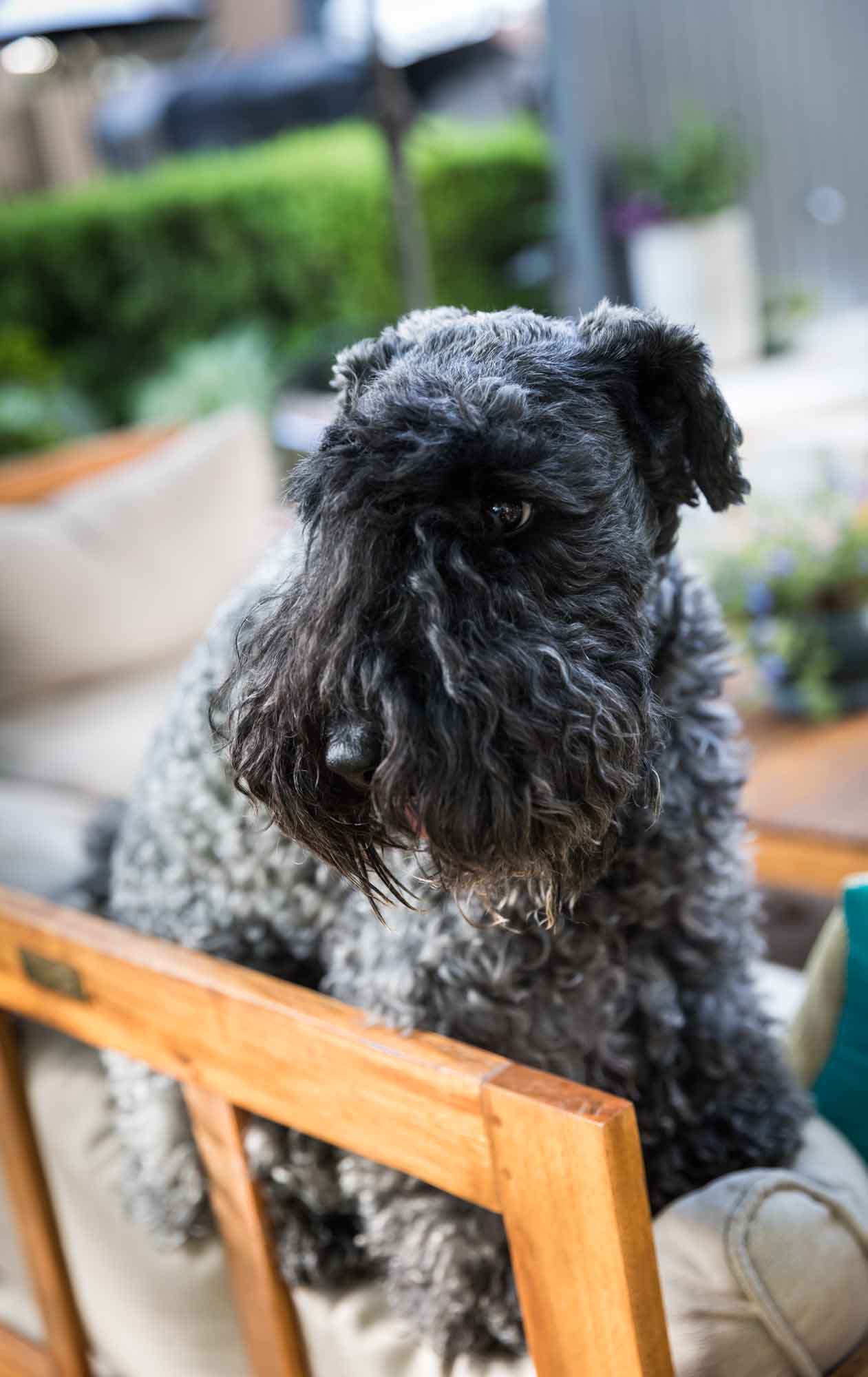 Grey and black Scottish terrier dog sitting on sofa during a King William family portrait