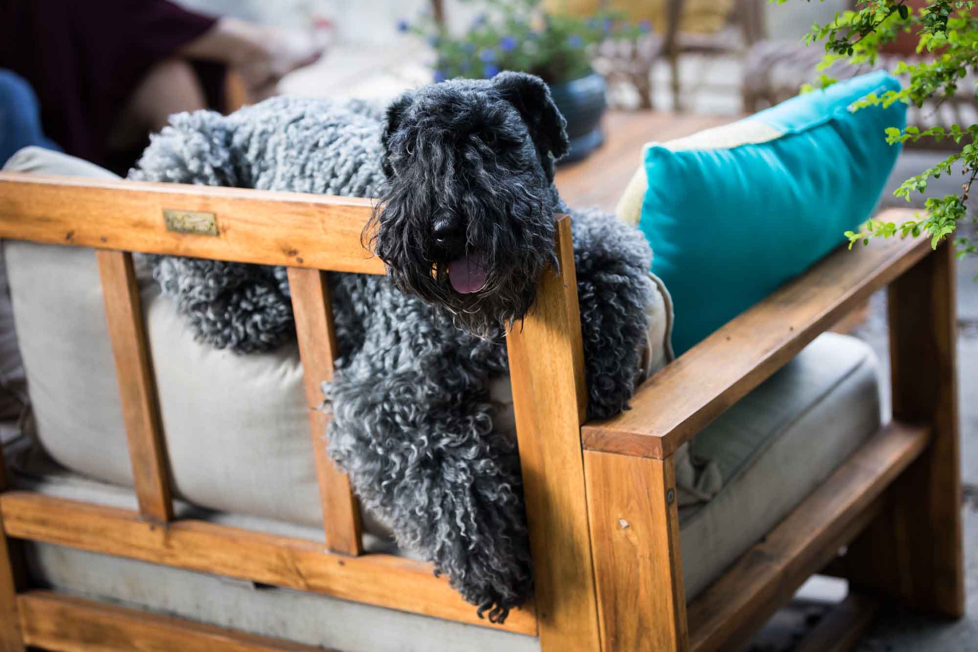 Grey and black Scottish terrier dog sitting on sofa during a King William family portrait