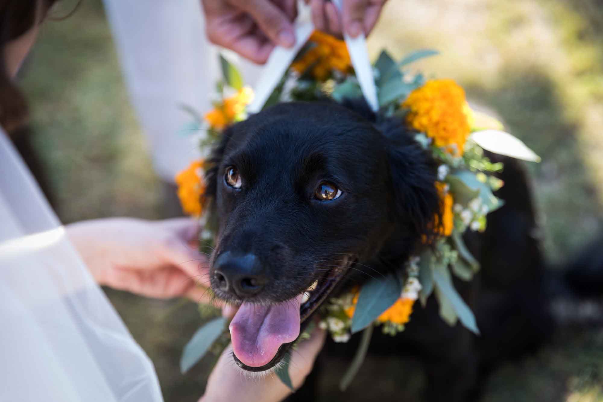 Black dog wearing a flower collar made of orange marigolds for an article on affordable wedding venues in San Antonio