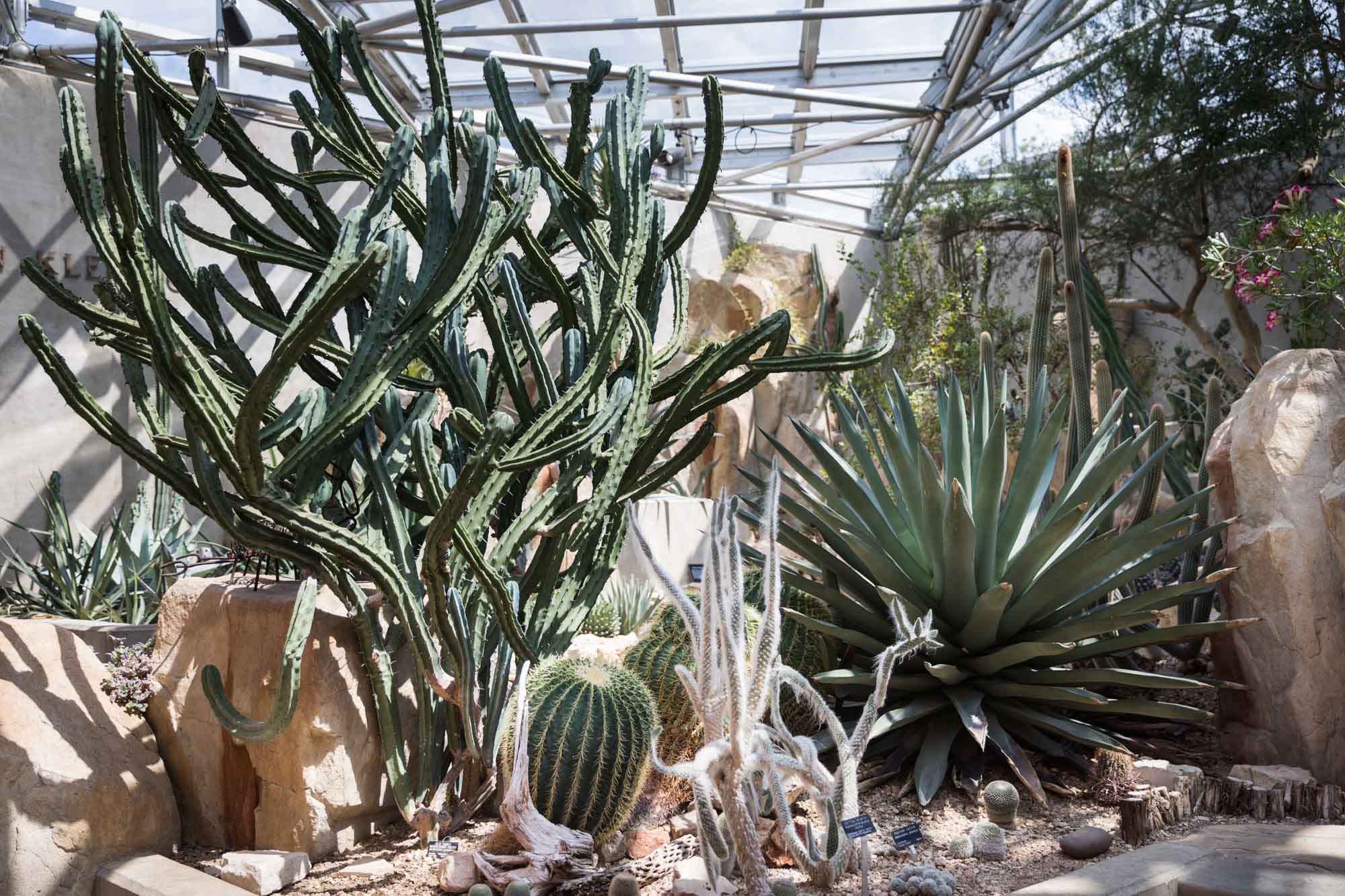 Desert greenhouse filled with cacti and beige rock for an article on the best San Antonio Botanical Garden photo locations