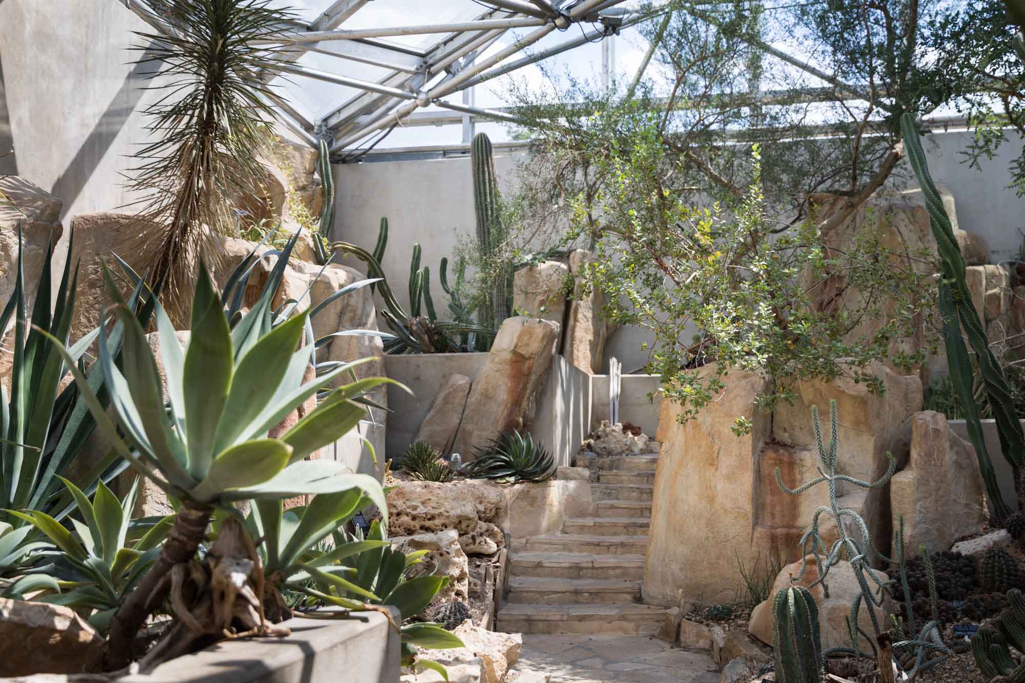 Desert greenhouse filled with cacti and beige rock and stairs for an article on the best San Antonio Botanical Garden photo locations