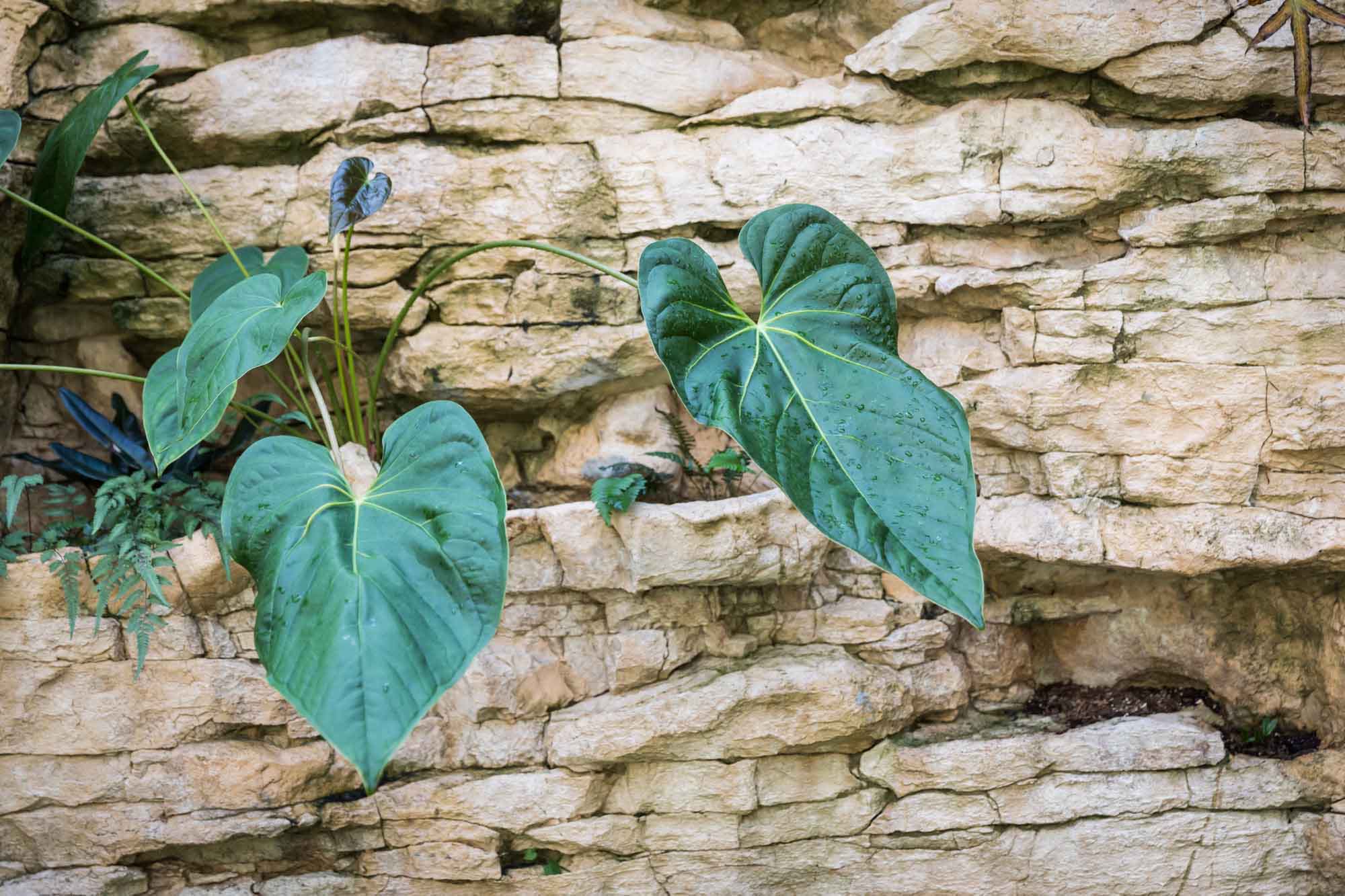 Stone walls with plants growing in fern grotto for an article on the best San Antonio Botanical Garden photo locations