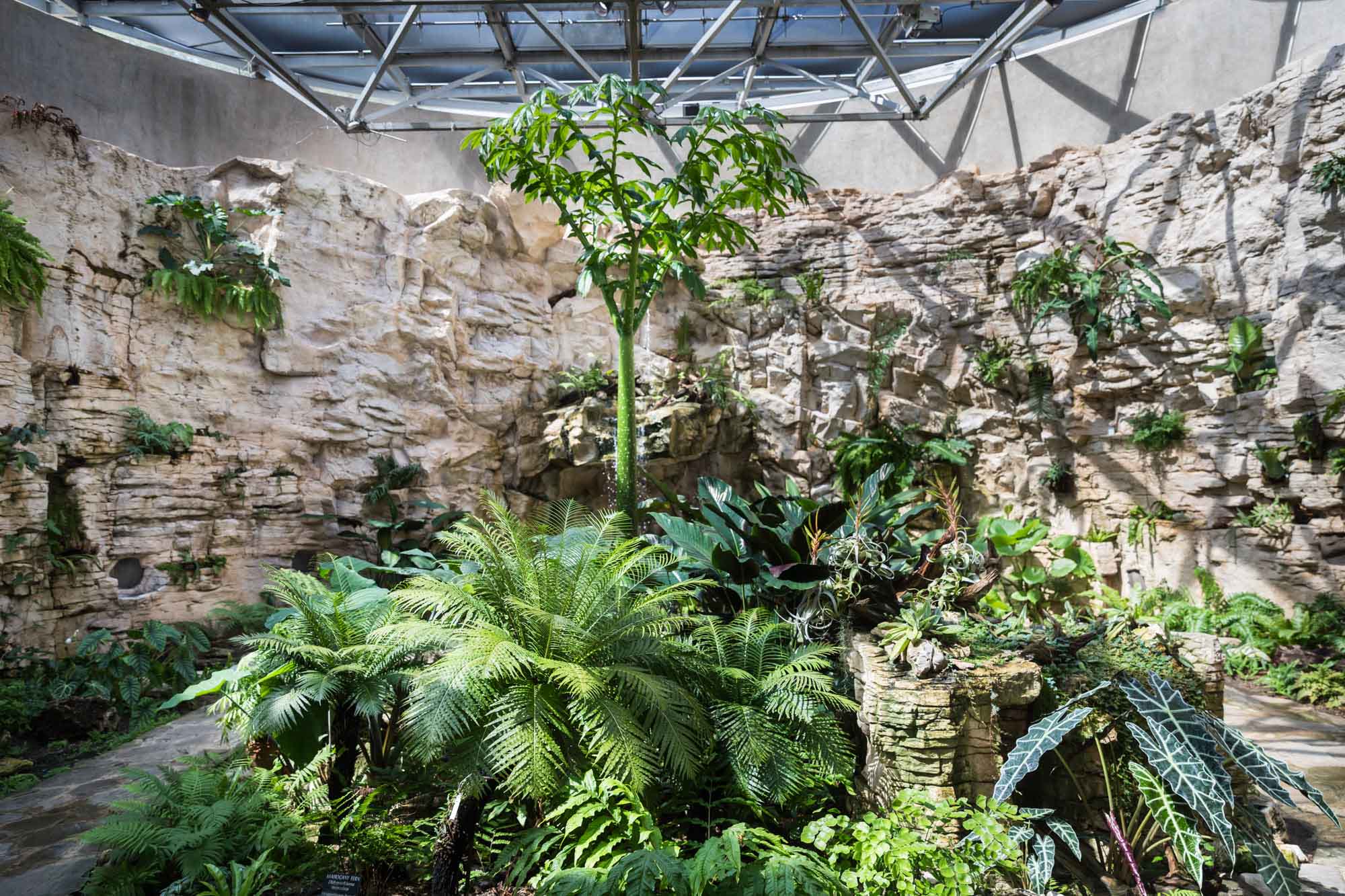 Stone walls with plants growing in fern grotto for an article on the best San Antonio Botanical Garden photo locations