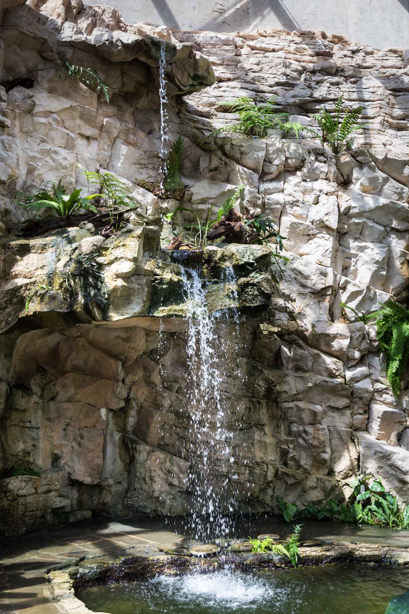 Waterfall coming out of stone walls with plants in fern grotto for an article on the best San Antonio Botanical Garden photo locations