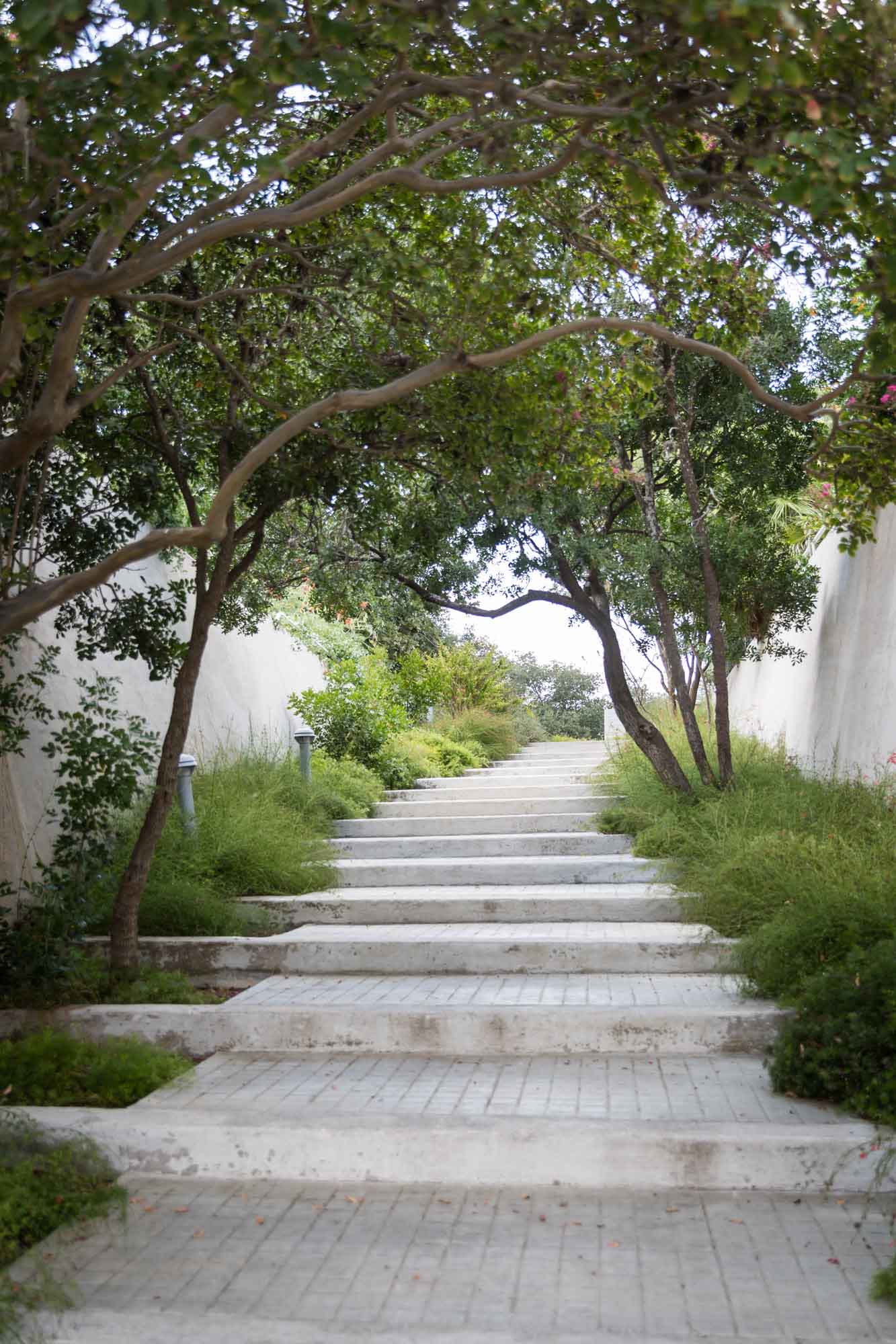 Stone steps with grass and trees growing on either side for an article on the best San Antonio Botanical Garden photo locations