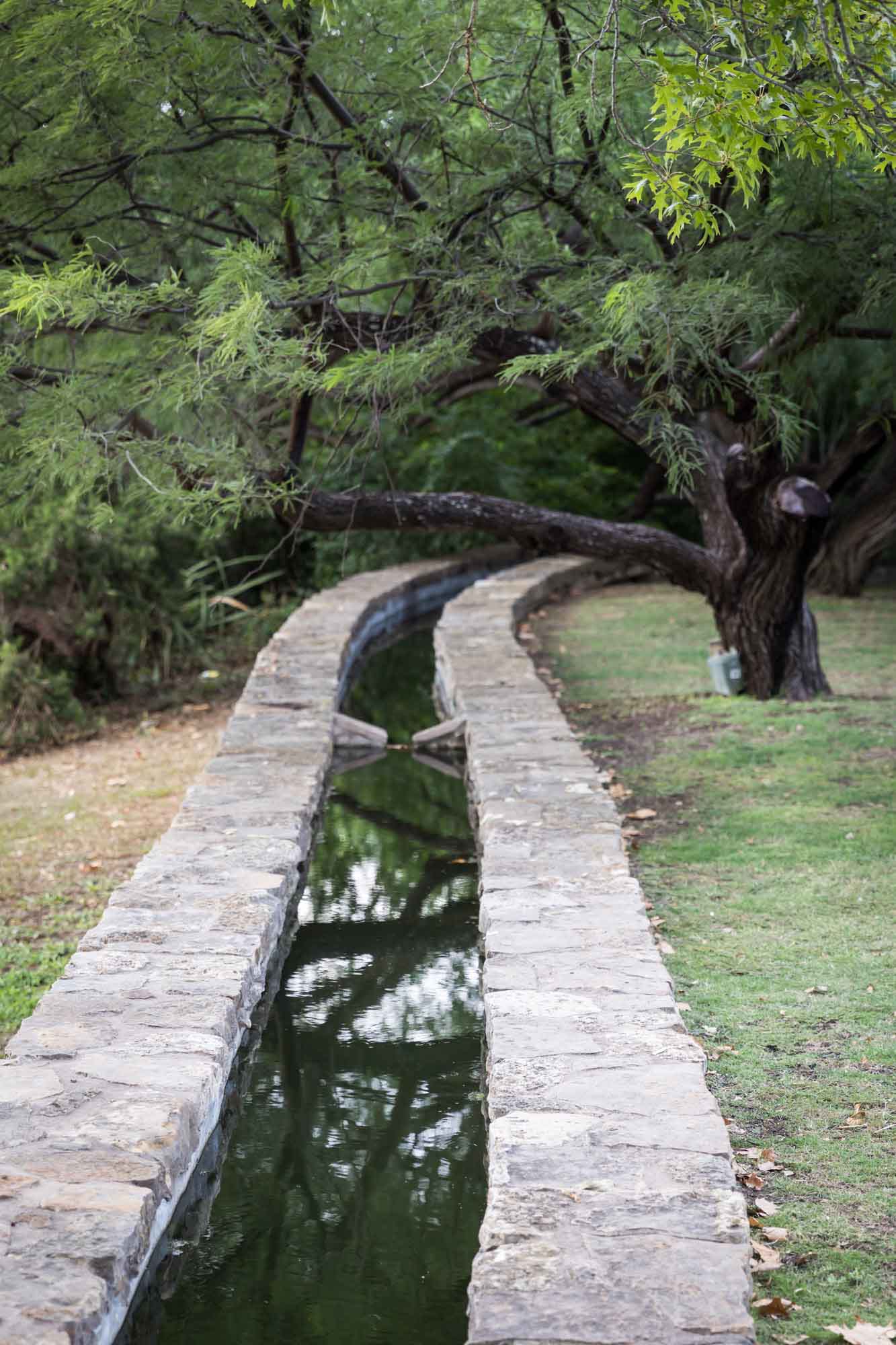 Cedar tree growing beside acequia stone water feature for an article on the best San Antonio Botanical Garden photo locations