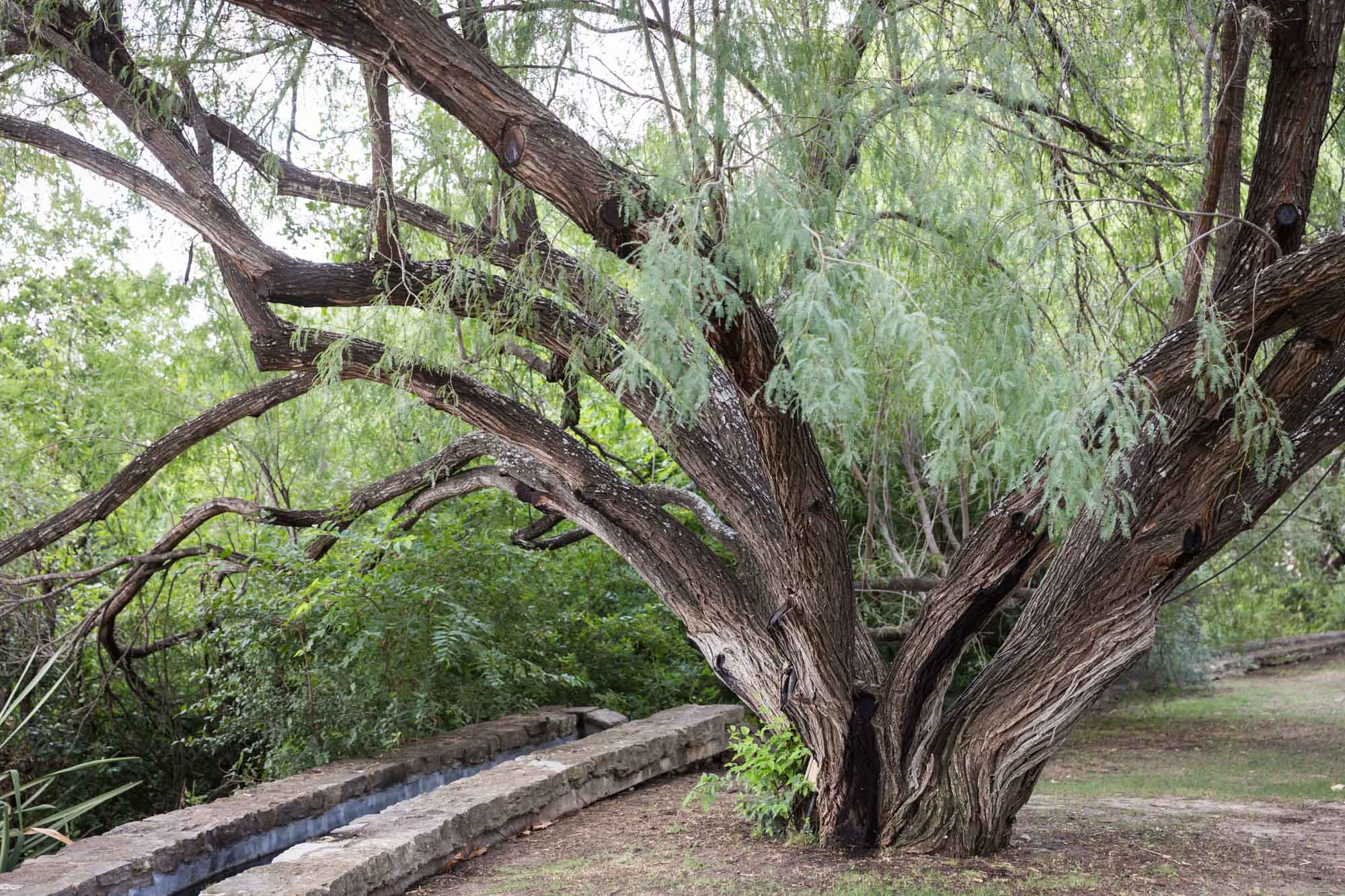 Cedar tree growing beside acequia stone water feature for an article on the best San Antonio Botanical Garden photo locations