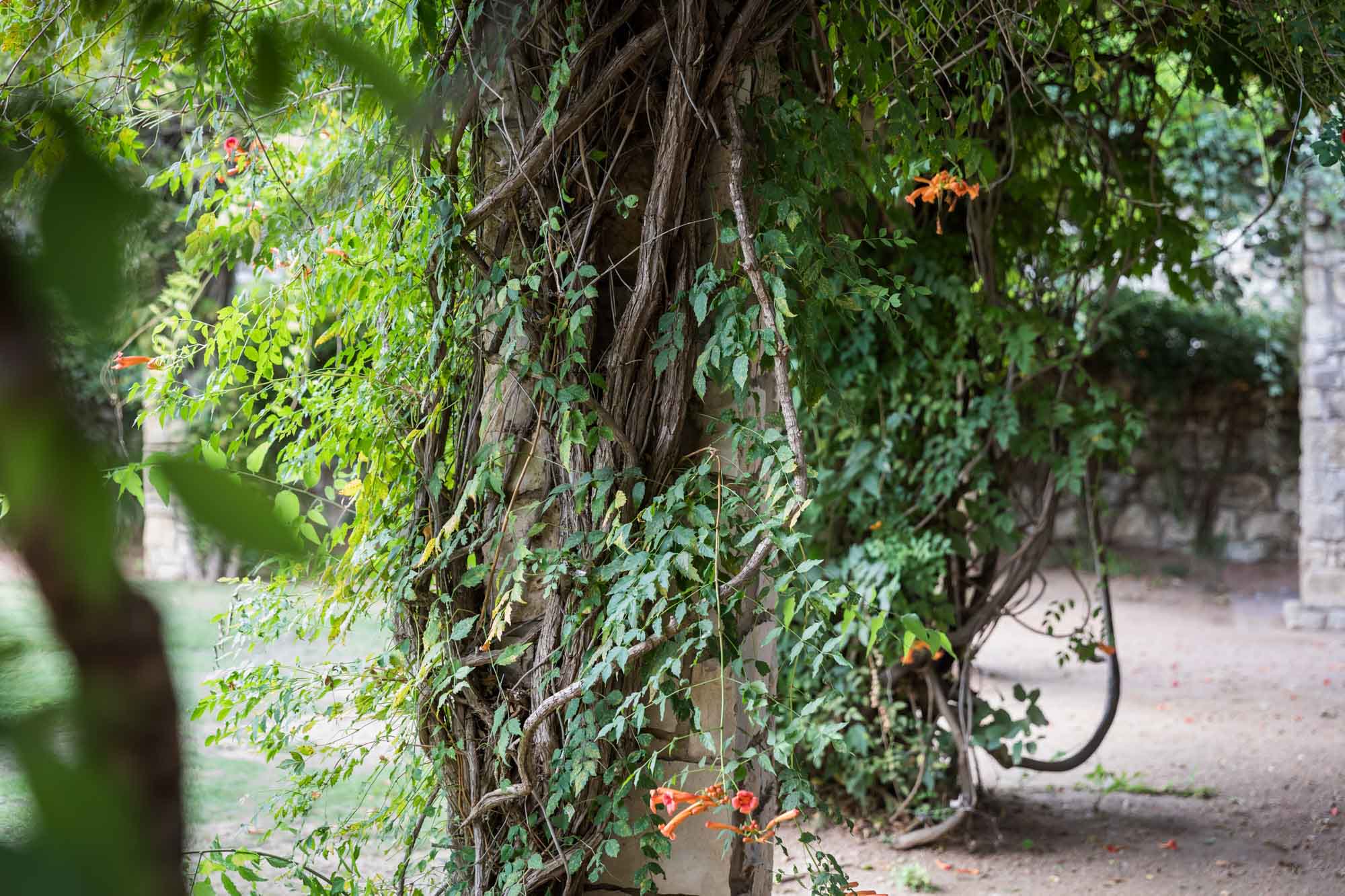 Stone covered columns of amphitheater trellis covered in green vines for an article on the best San Antonio Botanical Garden photo locations