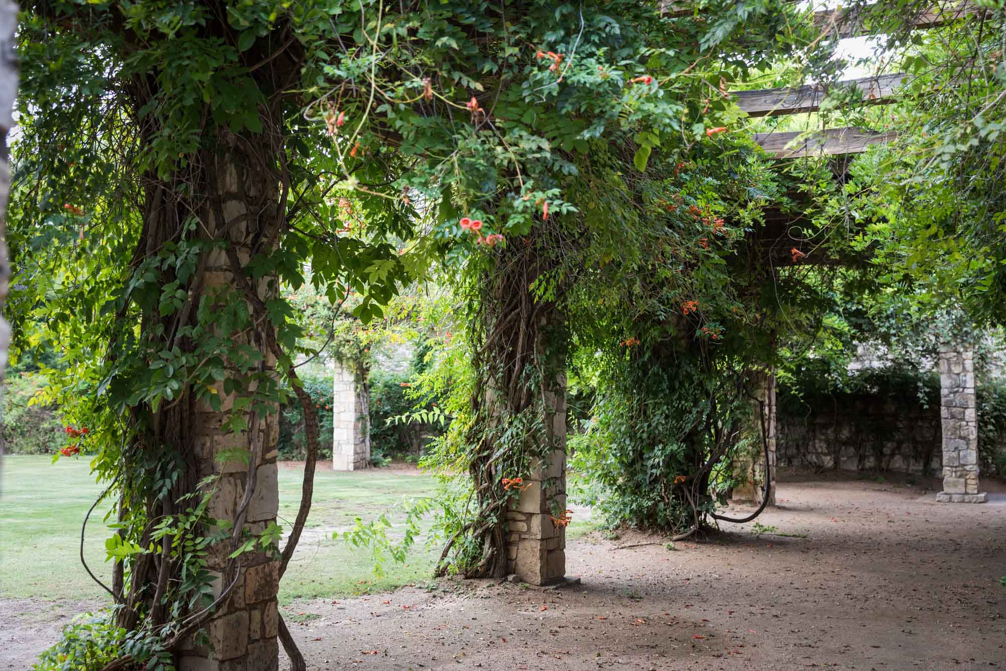 Stone covered columns of amphitheater trellis covered in green vines for an article on the best San Antonio Botanical Garden photo locations